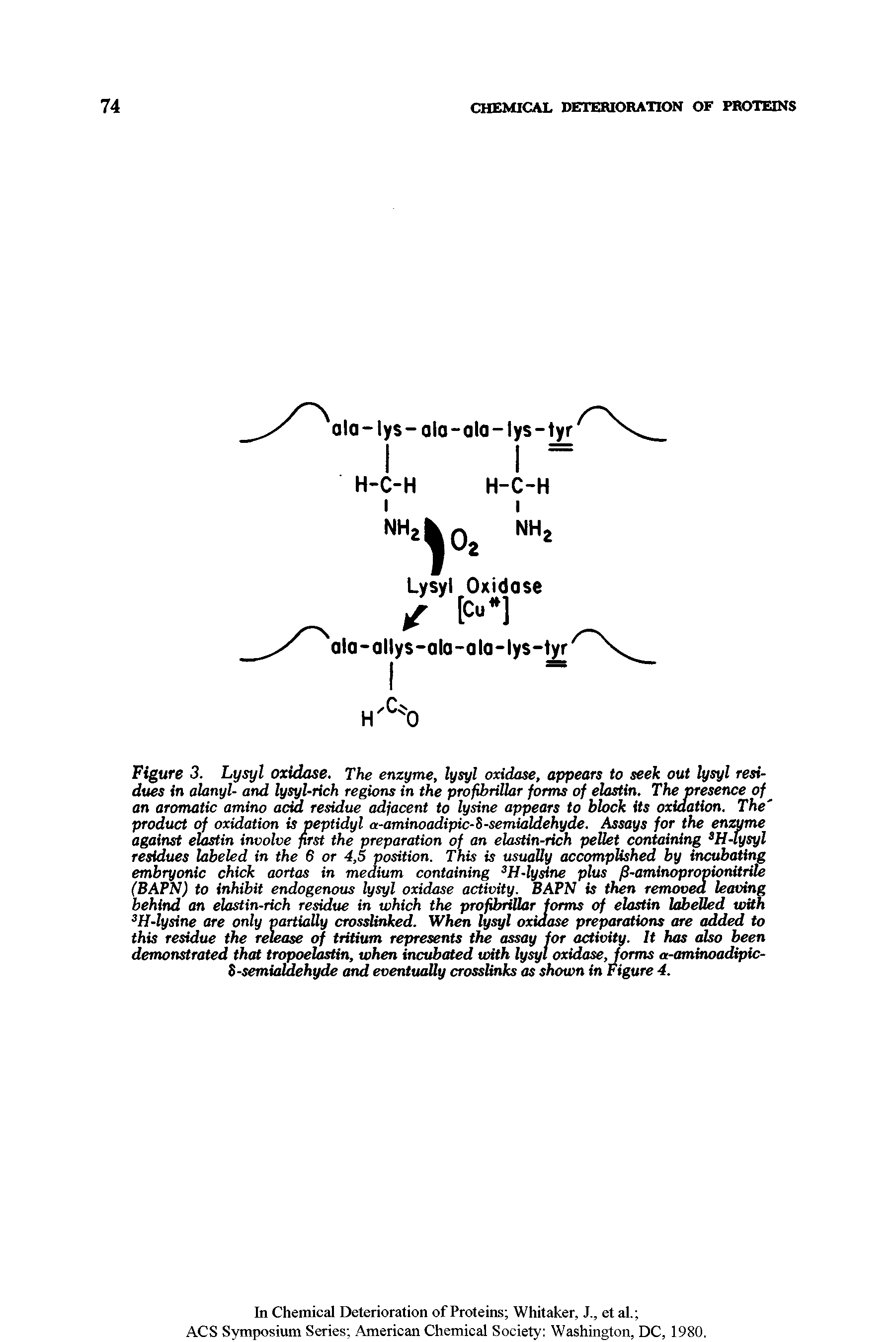 Figure 3. Lysyl oxidase. The enzyme, lysyl oxidase, appears to seek out lysyl residues in alanyl- and lysyl-rich regions in the pro fibrillar forms of elastin. The presence of an aromatic amino acid residue adjacent to lysine appears to block its oxidation. The product of oxidation is peptidyl a-aminoadipic-S-semialdehyde. Assays for the enzyme against elastin involve first the preparation of an elastin-rich pellet containing 3H-lysyl residues labeled in the 6 or 4,5 position. This is usually accomplished by incubating embryonic chick aortas in medium containing 3H-lysine plus f3-aminopropionitrile (BAPN) to inhibit endogenous lysyl oxidase activity. BAPN is then removed leaving behind an elastin-rich residue in which the profibrillar forms of elastin labelled with 3H-lysine are only partially crosslinked. When lysyl oxidase preparations are added to this residue the release of tritium represents the assay for activity. It has also been demonstrated that tropoelastin, when incubated with lysyl oxidase, forms a-aminoadipic-S-semialdehyde and eventually crosslinks as shown in Figure 4.