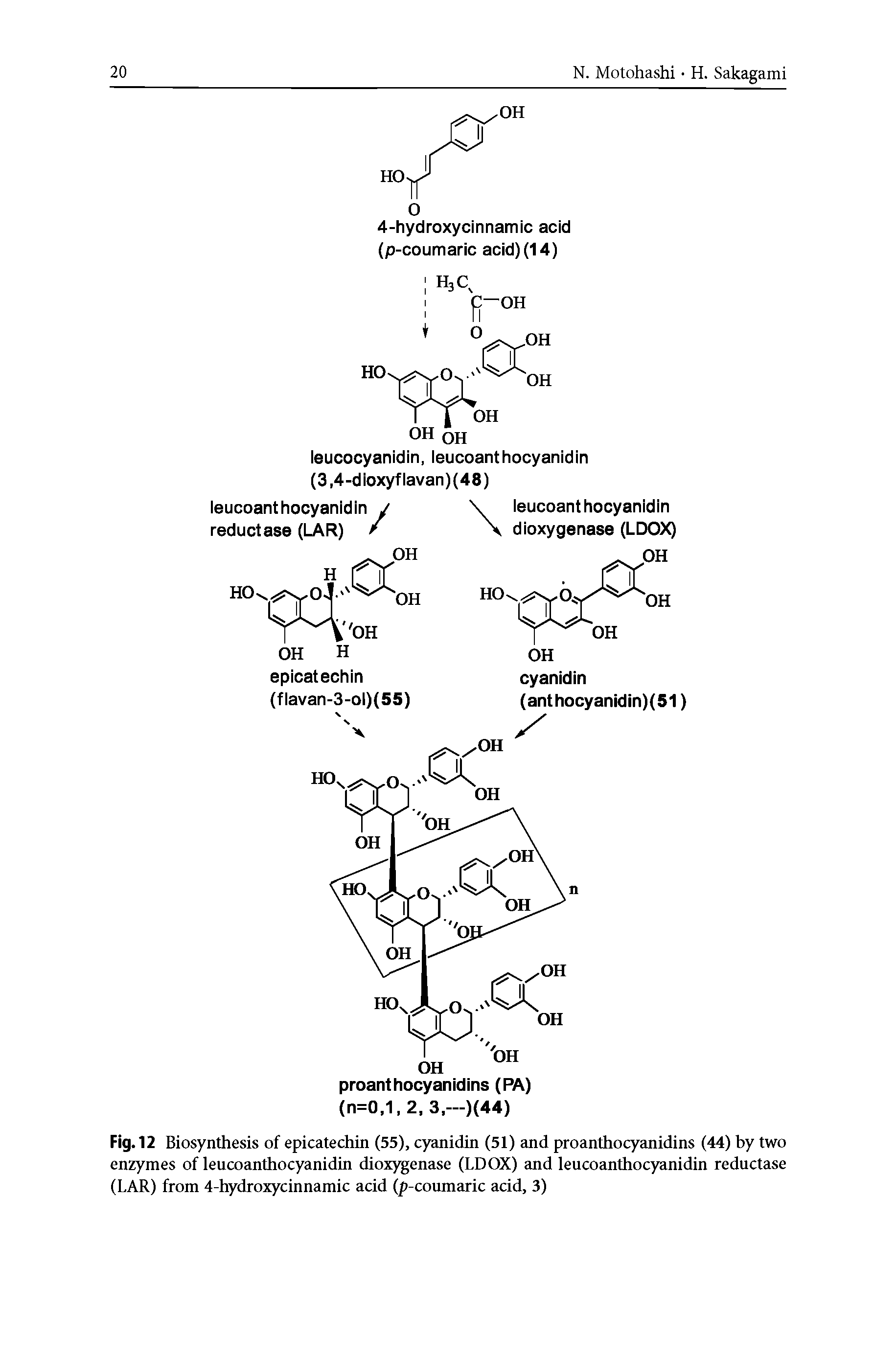 Fig. 12 Biosynthesis of epicatechin (55), cyanidin (51) and proanthocyanidins (44) by two enzymes of leucoanthocyanidin dioxygenase (LDOX) and leucoanthocyanidin reductase (LAR) from 4-hydroxycinnamic acid (p-coumaric acid, 3)...
