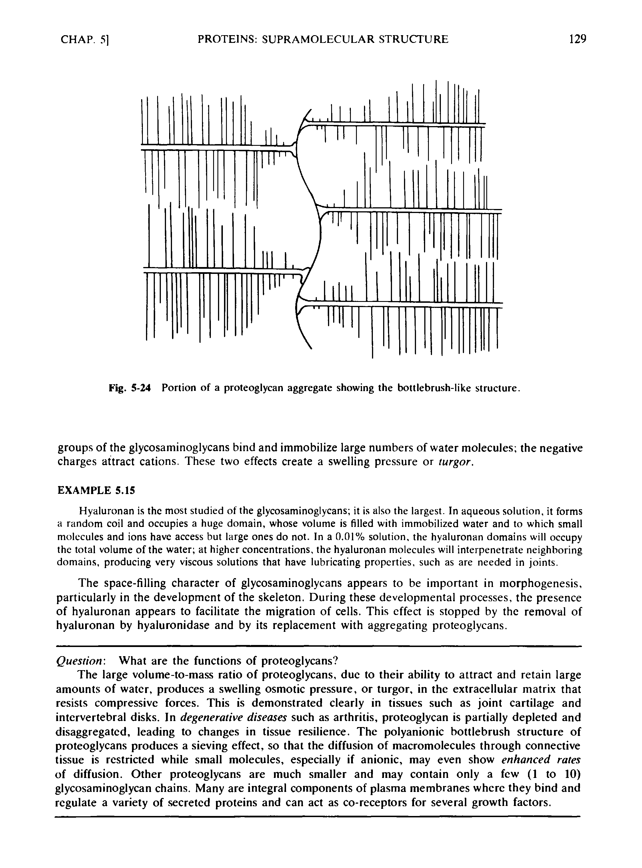 Fig. 5-24 Portion of a proteoglycan aggregate showing the bottlebrush-like structure.