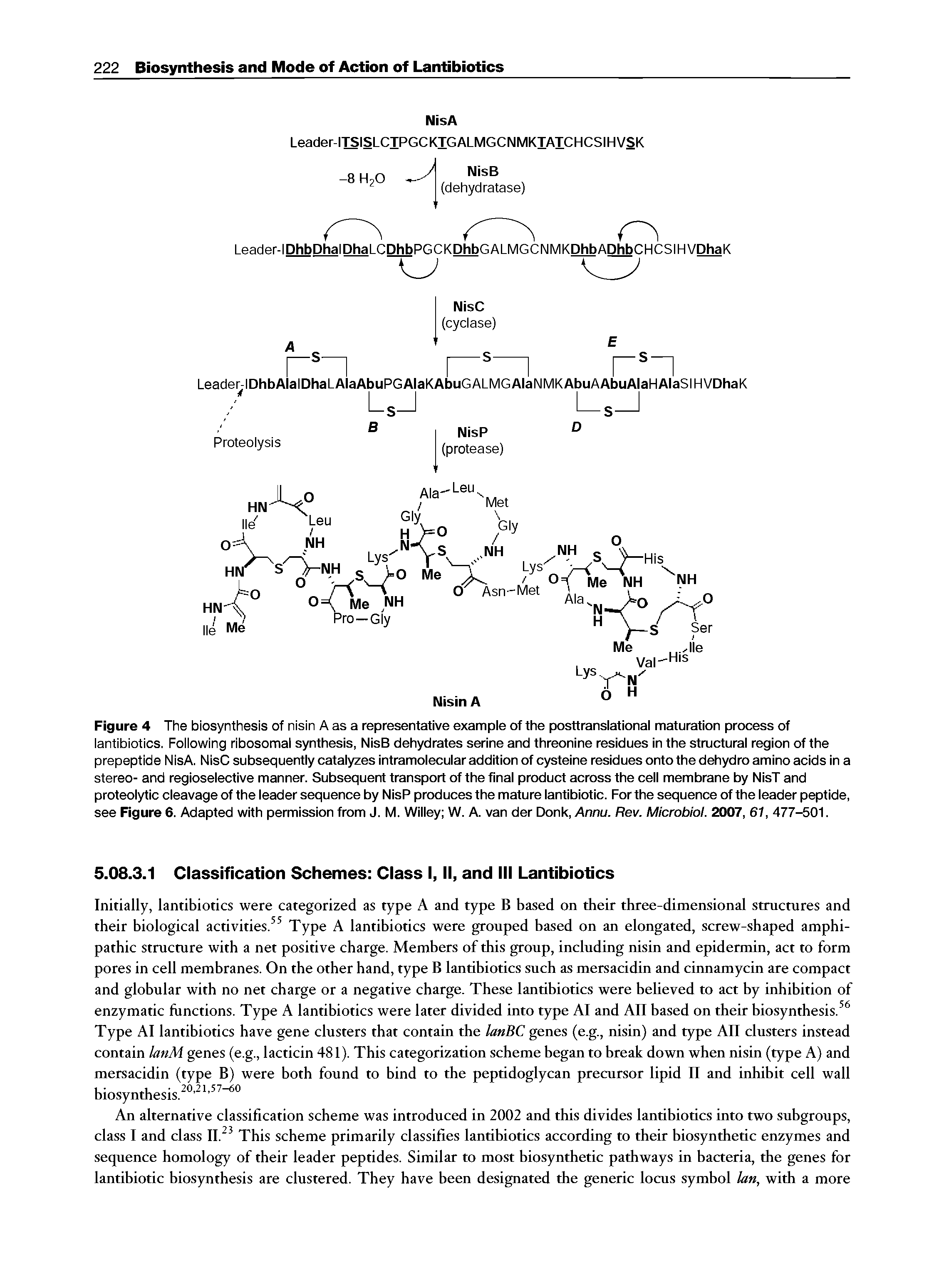 Figure 4 The biosynthesis of nisin A as a representative example of the posttranslational maturation process of lantibiotics. Following ribosomal synthesis, NisB dehydrates serine and threonine residues in the structural region of the prepeptide NisA. NisC subsequently catalyzes intramolecular addition of cysteine residues onto the dehydro amino acids in a stereo- and regioselective manner. Subsequent transport of the final product across the cell membrane by NisT and proteolytic cleavage of the leader sequence by NisP produces the mature lantibiotic. For the sequence of the leader peptide, see Figure 6. Adapted with permission from J. M. Willey W. A. van der Donk, Annu. Rev. Microbiol. 2007, 61, 477-501.