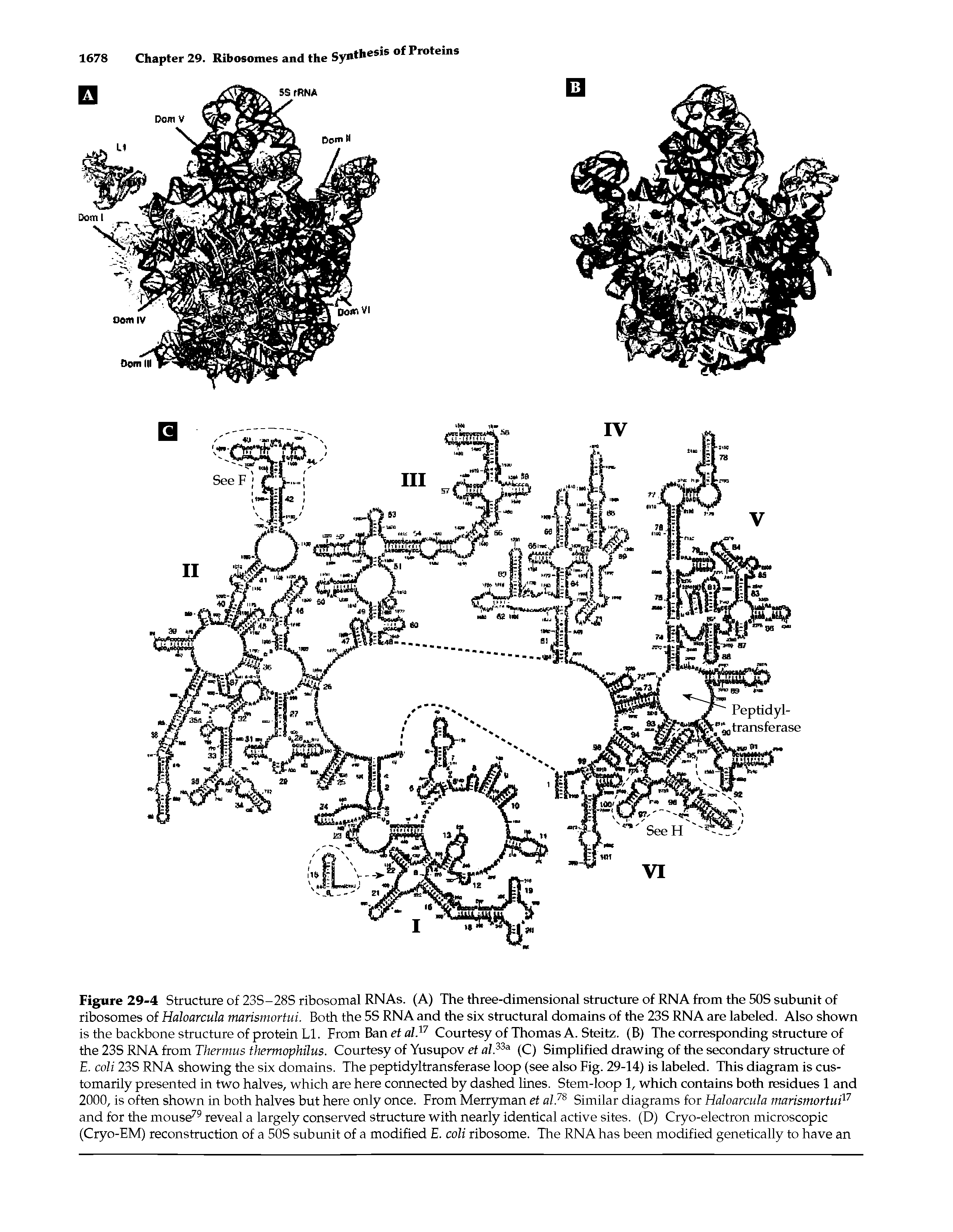Figure 29-4 Structure of 23S-28S ribosomal RNAs. (A) The three-dimensional structure of RNA from the SOS subunit of ribosomes of Haloarcula marismortui. Both the 5S RNA and the six structural domains of the 23S RNA are labeled. Also shown is the backbone structure of protein LI. From Ban rf Courtesy of Thomas A. Steitz. (B) The corresponding structure of...