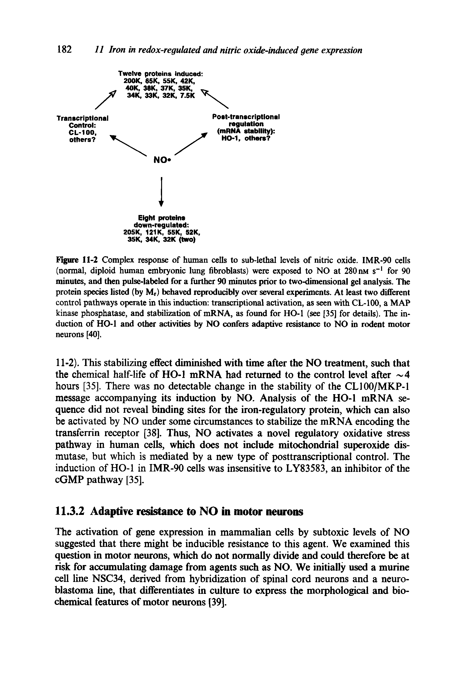 Figure 11-2 Complex response of human cells to sub-lethal levels of nitric oxide. IMR-90 cells (normal, diploid human embryonic lung fibroblasts) were exposed to NO at 280 nM s" for 90 minutes, and then pulse-labeled for a further 90 minutes prior to two-dimensional gel analysis. The protein species listed (by Mr) behaved reprodudbly over several experiments. At least two dififeient control pathways operate in this induction transcriptional activation, as seen with CL-100, a MAP kinase phosphatase, and stabilization of mRNA, as found for HO-1 (see [35] for details). The induction of HO-1 and other activities by NO confers adaptive resistance to NO in rodent motor neurons [40],...