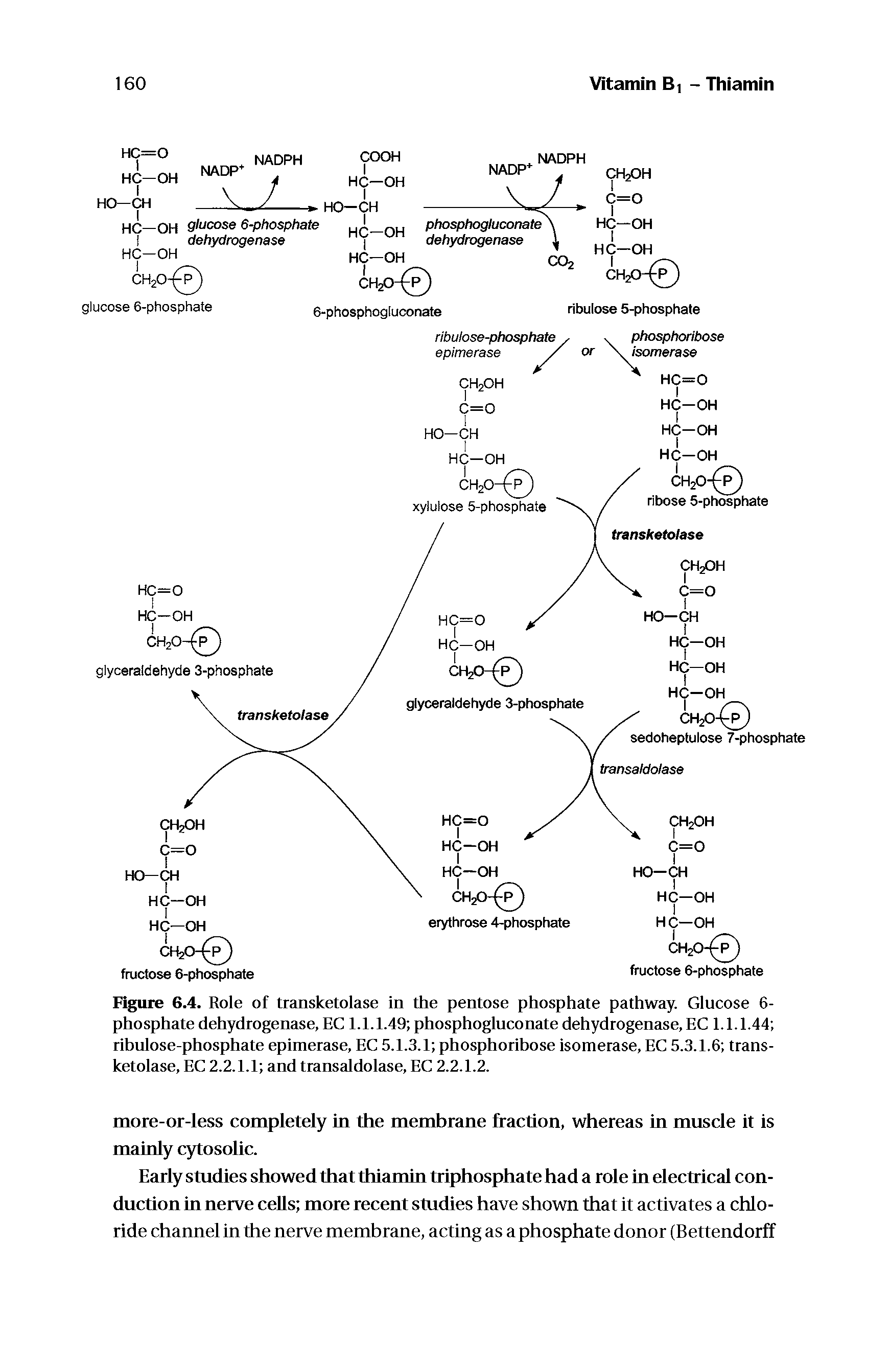 Figure 6.4. Role of transketolase in the pentose phosphate pathway. Glucose 6-phosphate dehydrogenase, EC 1.1.1.49 phosphogluconate dehydrogenase, EC 1.1.1.44 rihulose-phosphate epimerase, EC 5.1.3.1 phosphorihose isomerase, EC 5.3.1,6 transketolase, EC 2.2.1.1 and transaldolase, EC 2.2.I.2.