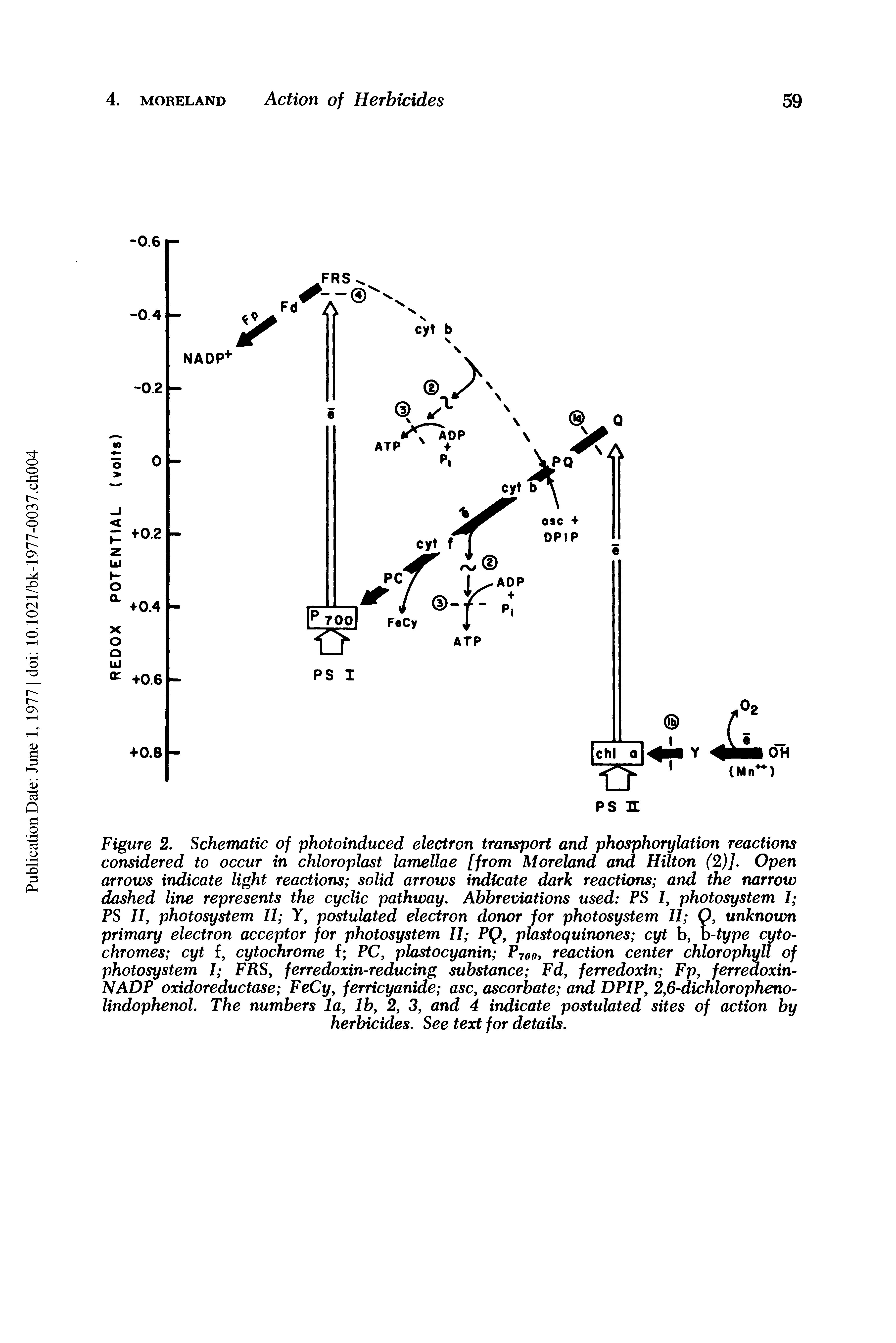 Figure 2. Schematic of photoinduced electron transport and phosphorylation reactions considered to occur in chloroplast lamellae [from Moreland and Hilton (2)]. Open arrows indicate light reactions solid arrows indicate dark reactions and the narrow dashed line represents the cyclic pathway. Abbreviations used PS I, photosystem I PS II, photosystem II Y, postulated electron donor for photosystem II Q, unknown primary electron acceptor for photosystem II PQ, plastoquinones cyt b, b-type cytochromes cyt f, cytochrome f PC, plastocyanin P700, reaction center chlorophyll of photosystem I FRS, ferredoxin-reducing substance Fd, ferredoxin Fp, ferredoxin-NADP oxidoreductase FeCy, ferricyanide asc, ascorbate and DPIP, 2,6-dichloropheno-lindophenol. The numbers la, lb, 2, 3, and 4 indicate postulated sites of action by...