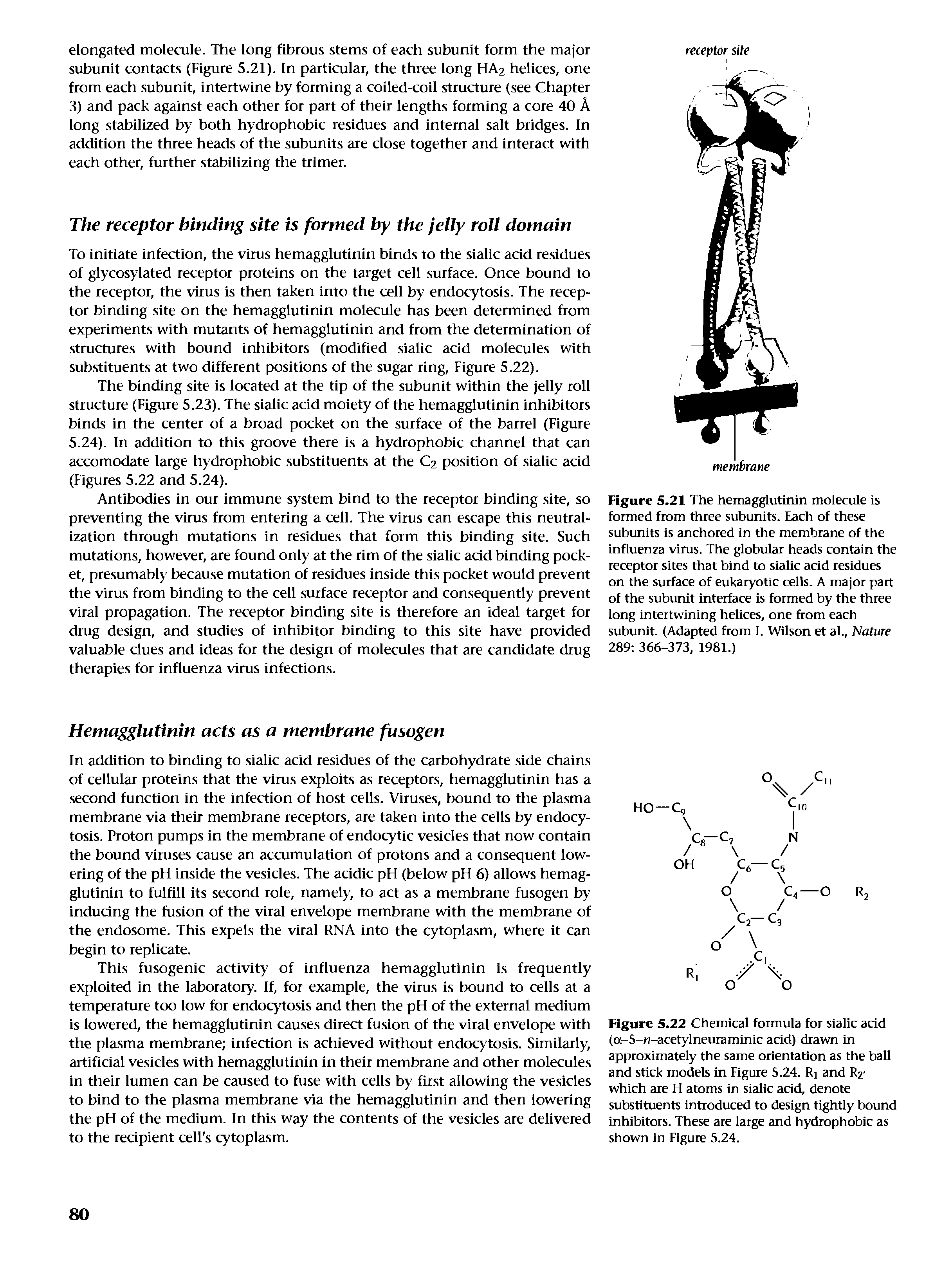 Figure S.21 The hemaggiutinin moiecuie is formed from three subunits. Each of these subunits Is anchored In the membrane of the influenza vims. The globular heads contain the receptor sites that bind to sialic acid residues on the surface of eukaryotic cells. A major part of the subunit interface is formed by the three long intertwining helices, one from each subunit. (Adapted from I. Wilson et al.. Nature 289 366-373, 1981.)...
