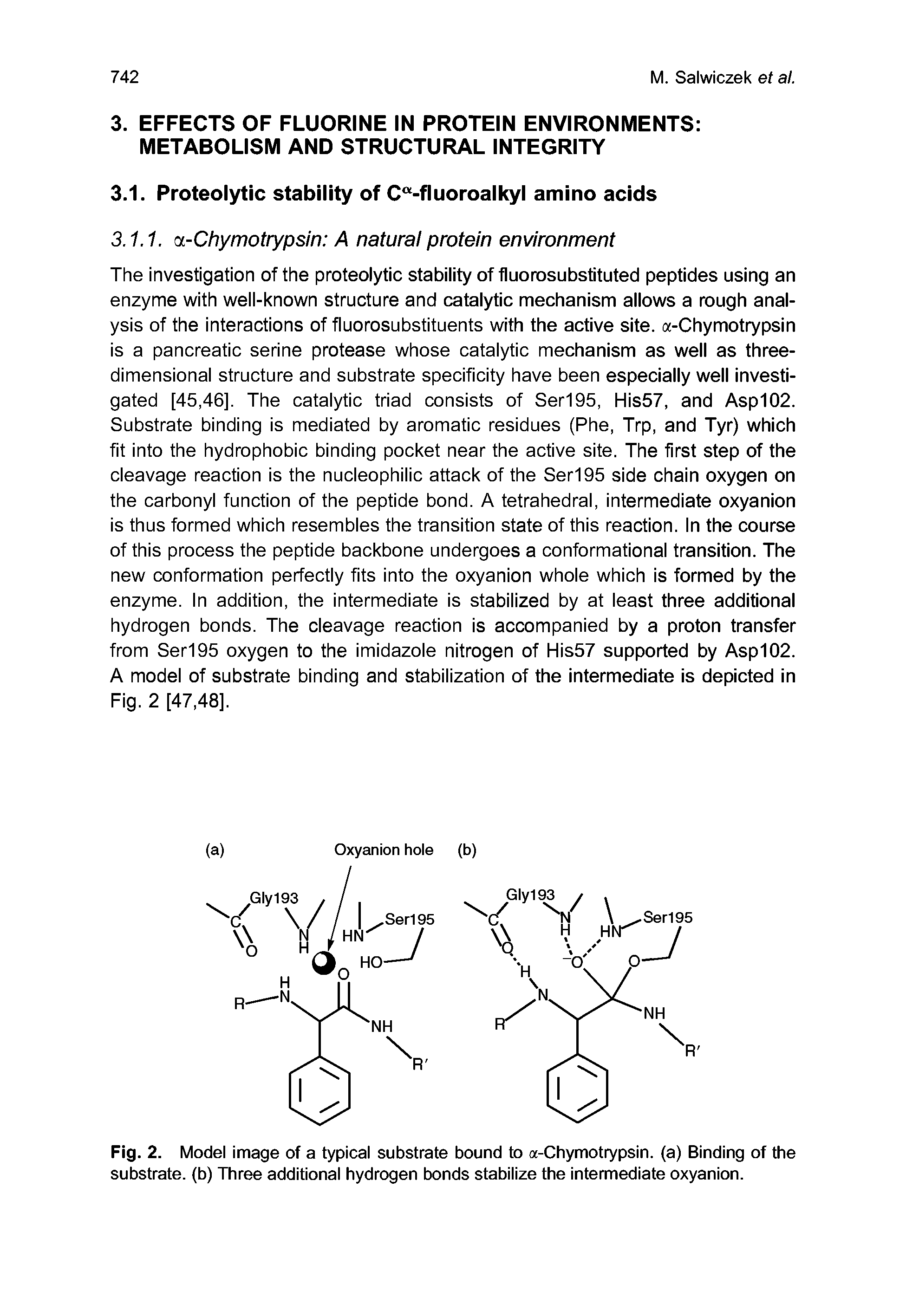 Fig. 2. Model image of a typical substrate bound to ot-Chymotrypsin. (a) Binding of the substrate, (b) Three additional hydrogen bonds stabilize the intermediate oxyanion.