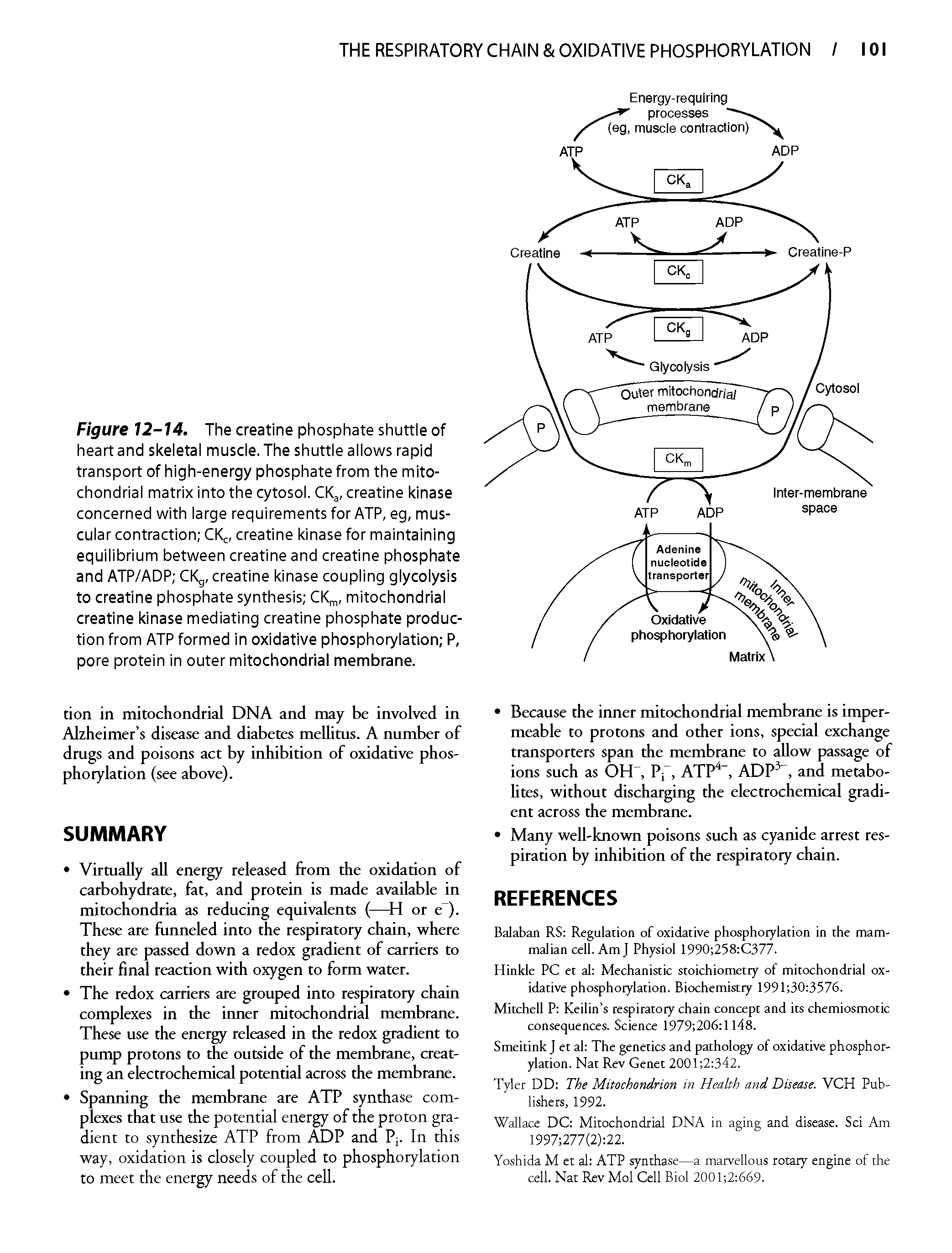 Figure 12-14. The creatine phosphate shuttle of heart and skeletal muscle. The shuttle allows rapid transport of high-energy phosphate from the mitochondrial matrix into the cytosol. CKg, creatine kinase concerned with large requirements for ATP, eg, muscular contraction CIC, creatine kinase for maintaining equilibrium between creatine and creatine phosphate and ATP/ADP CKg, creatine kinase coupling glycolysis to creatine phosphate synthesis CK, , mitochondrial creatine kinase mediating creatine phosphate production from ATP formed in oxidative phosphorylation P, pore protein in outer mitochondrial membrane.