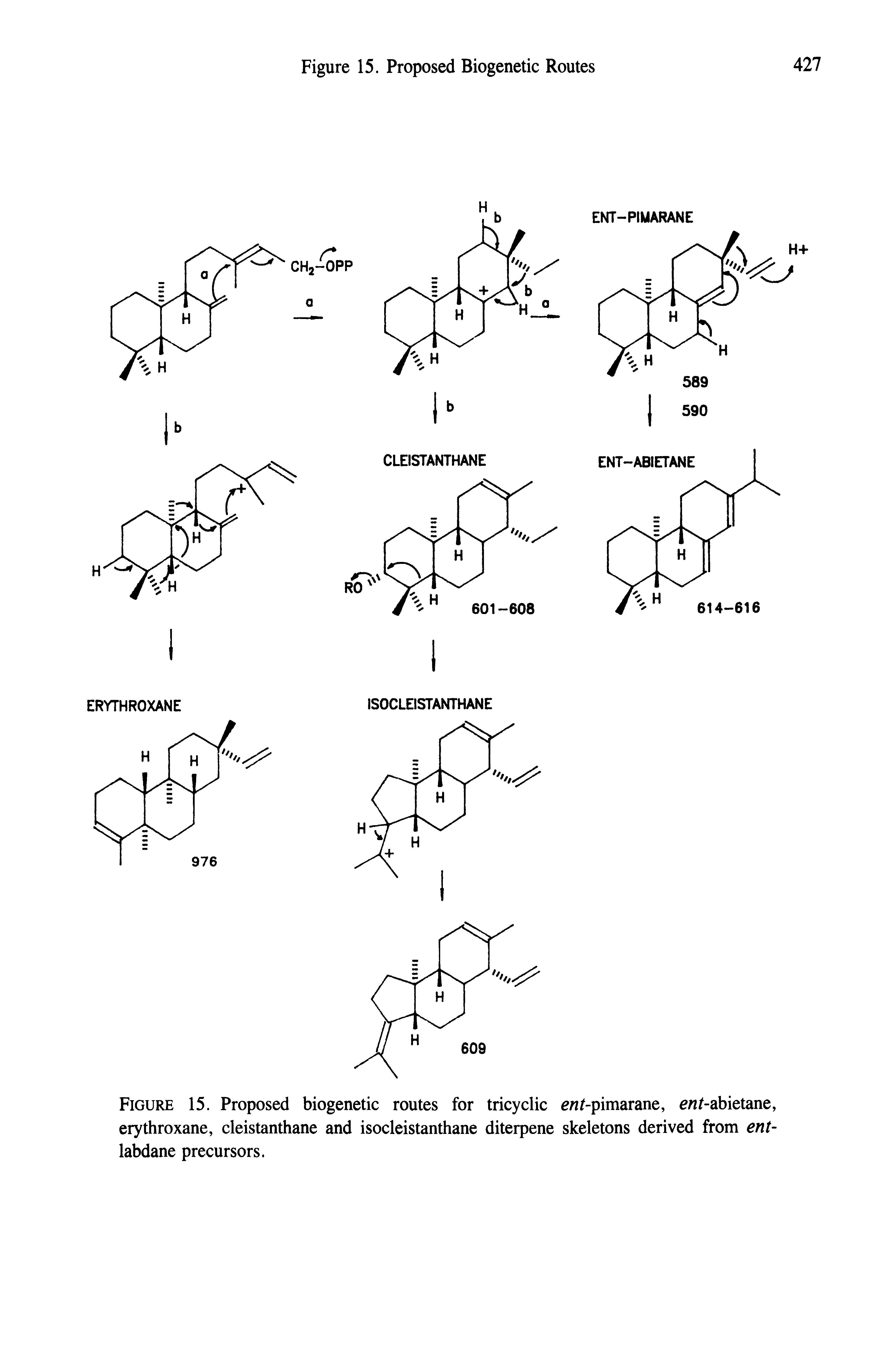Figure 15. Proposed biogenetic routes for tricyclic e /-pimarane, e /-abietane, erythroxane, cleistanthane and isocleistanthane diterpene skeletons derived from ent-labdane precursors.