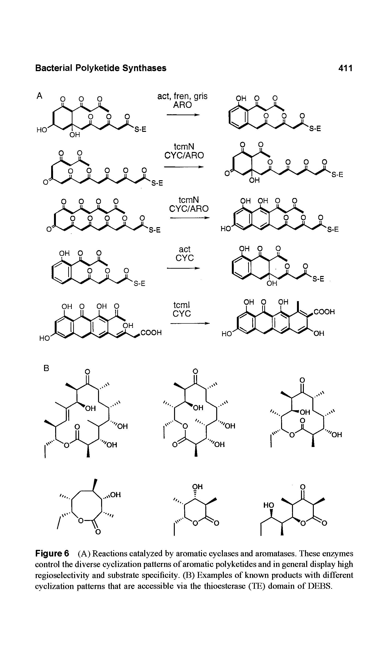 Figure 6 (A) Reactions catalyzed by aromatic cyclases and aromatases. These enzymes control the diverse cyclization patterns of aromatic polyketides and in general display high regioselectivity and substrate specificity. (B) Examples of known products with different cyclization patterns that are accessible via the thioesterase (TE) domain of DEBS.