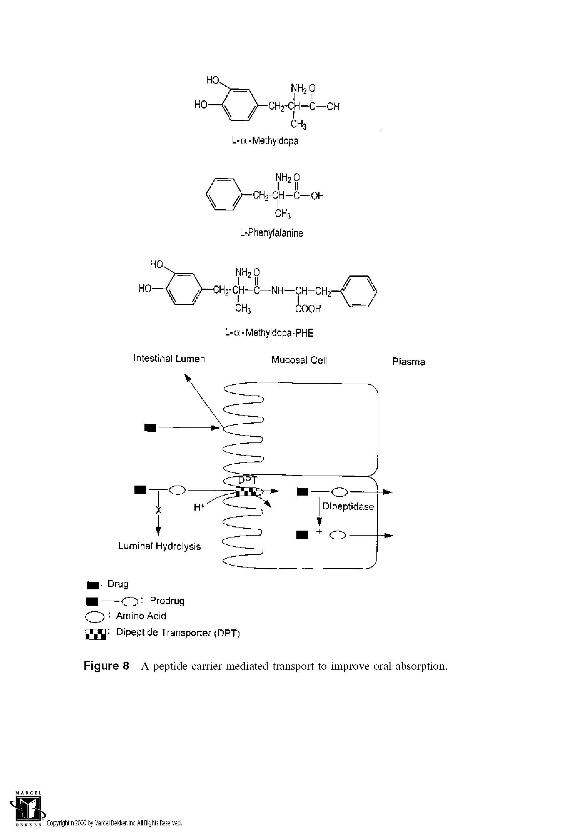 Figure 8 A peptide carrier mediated transport to improve oral absorption.