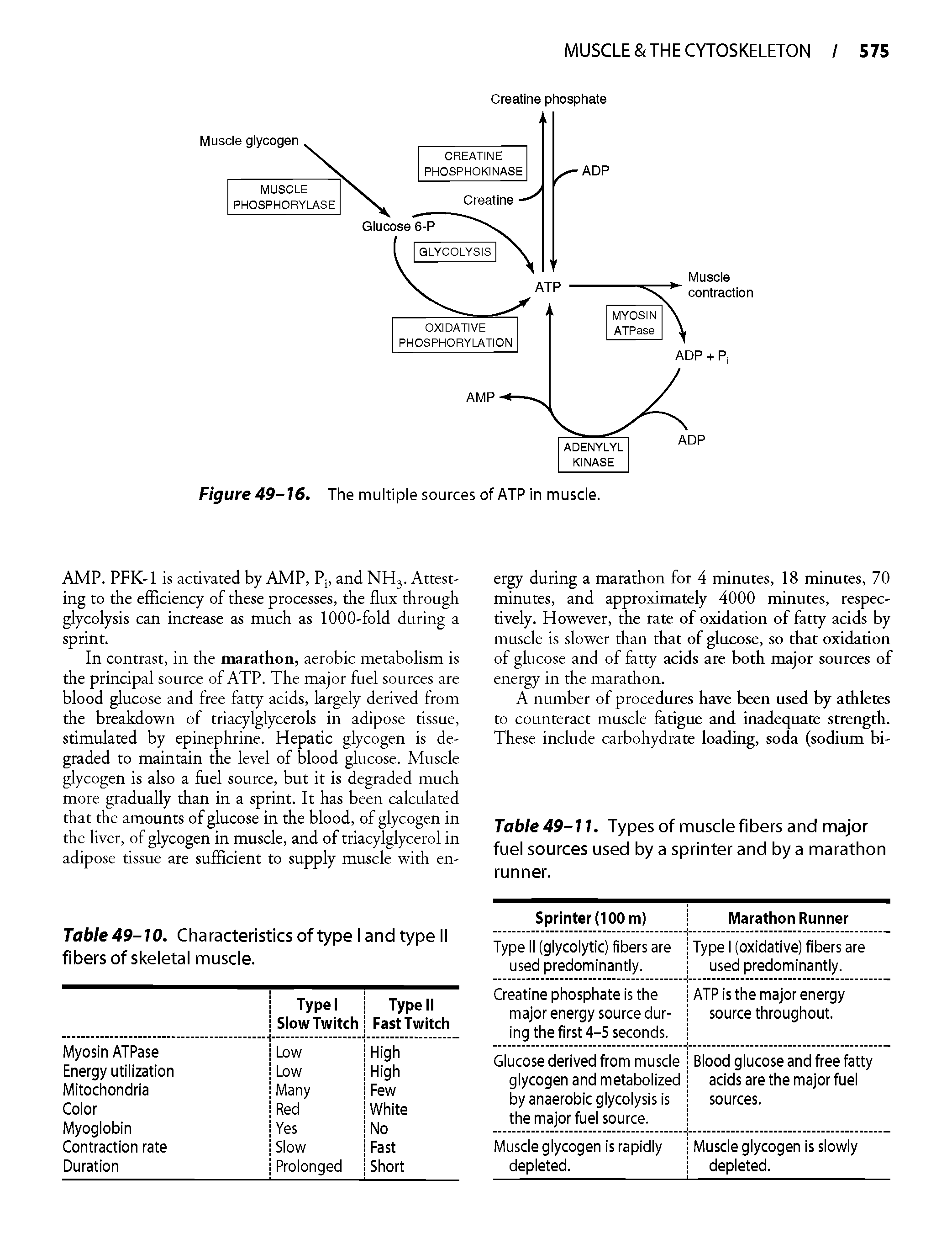 Table 49-11. Types of muscle fibers and major fuel sources used by a sprinter and by a marathon runner.