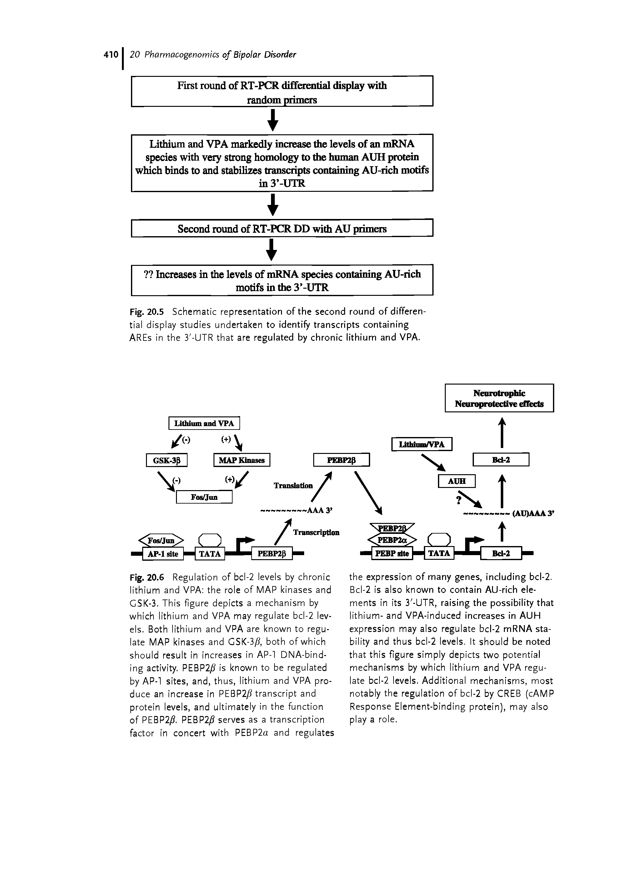 Fig. 20.5 Schematic representation of the second round of differential display studies undertaken to identify transcripts containing AREs in the 3 -UTR that are regulated by chronic lithium and VPA.