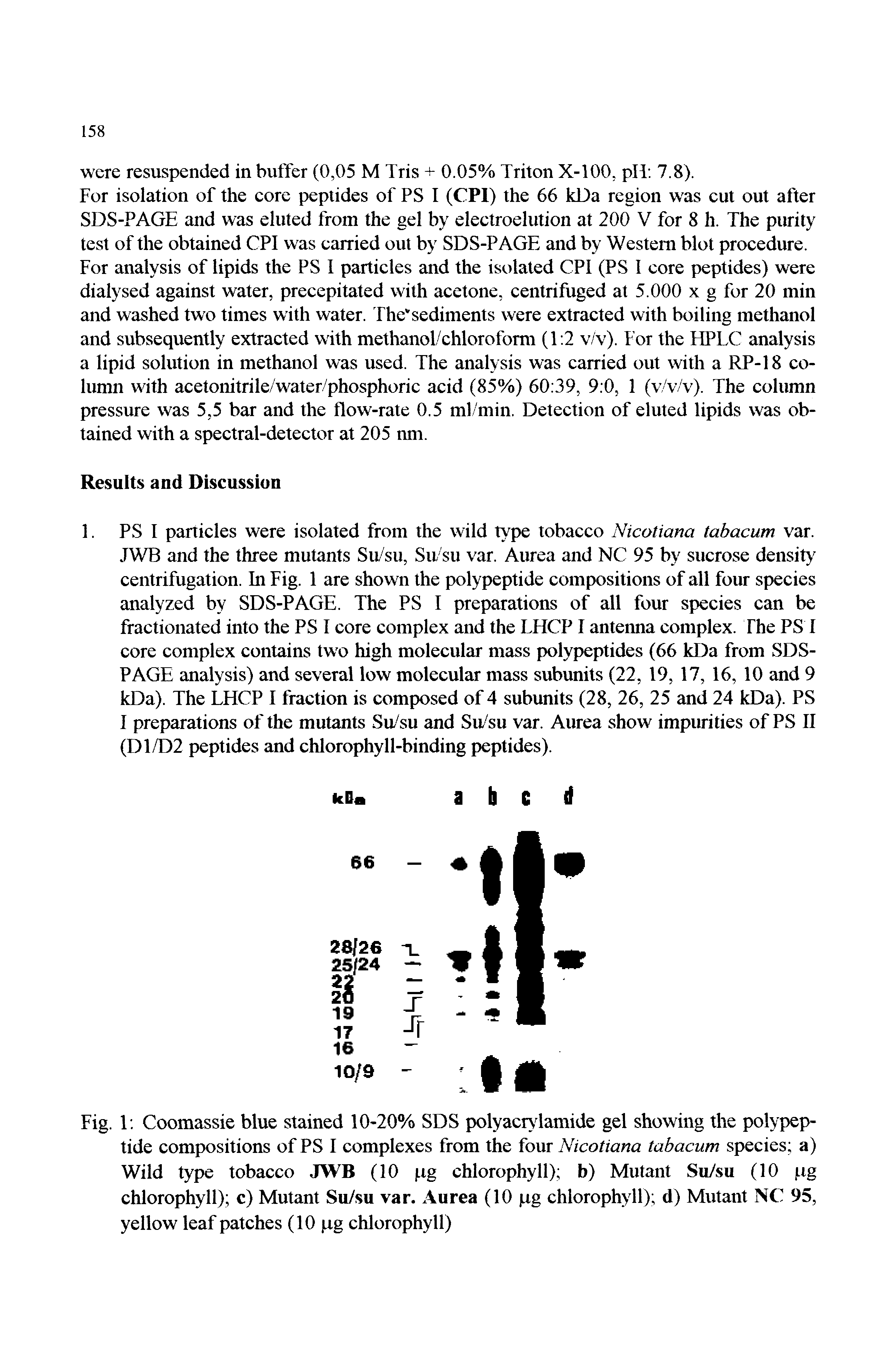 Fig. T. Coomassie blue stained 10-20% SDS polyacr> lamide gel showing the polypeptide compositions of PS I complexes from the four Nicotiana tabacum species a) Wild type tobacco JWB (10 pg chlorophyll) b) Mutant Su/su (10 pg chlorophyll) c) Mutant Su/su var. Aurea (10 pg chlorophyll) d) Mutant NC 95, yellow leaf patches (10 pg chlorophyll)...