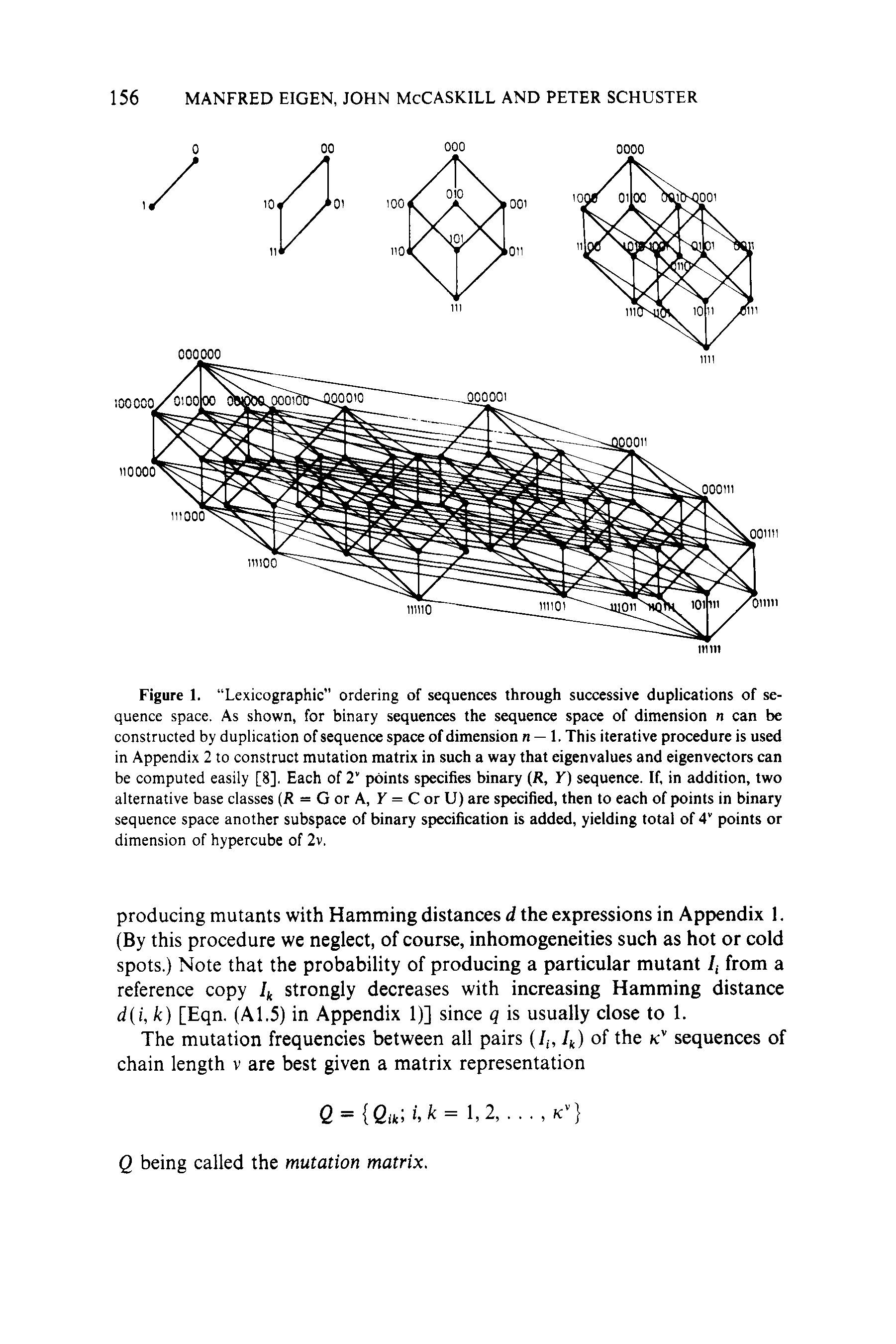 Figure 1. Lexicographic ordering of sequences through successive duplications of sequence space. As shown, for binary sequences the sequence space of dimension n can be constructed by duplication of sequence space of dimension n — 1, This iterative procedure is used in Appendix 2 to construct mutation matrix in such a way that eigenvalues and eigenvectors can be computed easily [8]. Each of 2 points specifies binary (R, Y) sequence. If, in addition, two alternative base classes (R = G or A, F = C or U) are specified, then to each of points in binary sequence space another subspace of binary specification is added, yielding total of 4 points or dimension of hypercube of 2v.