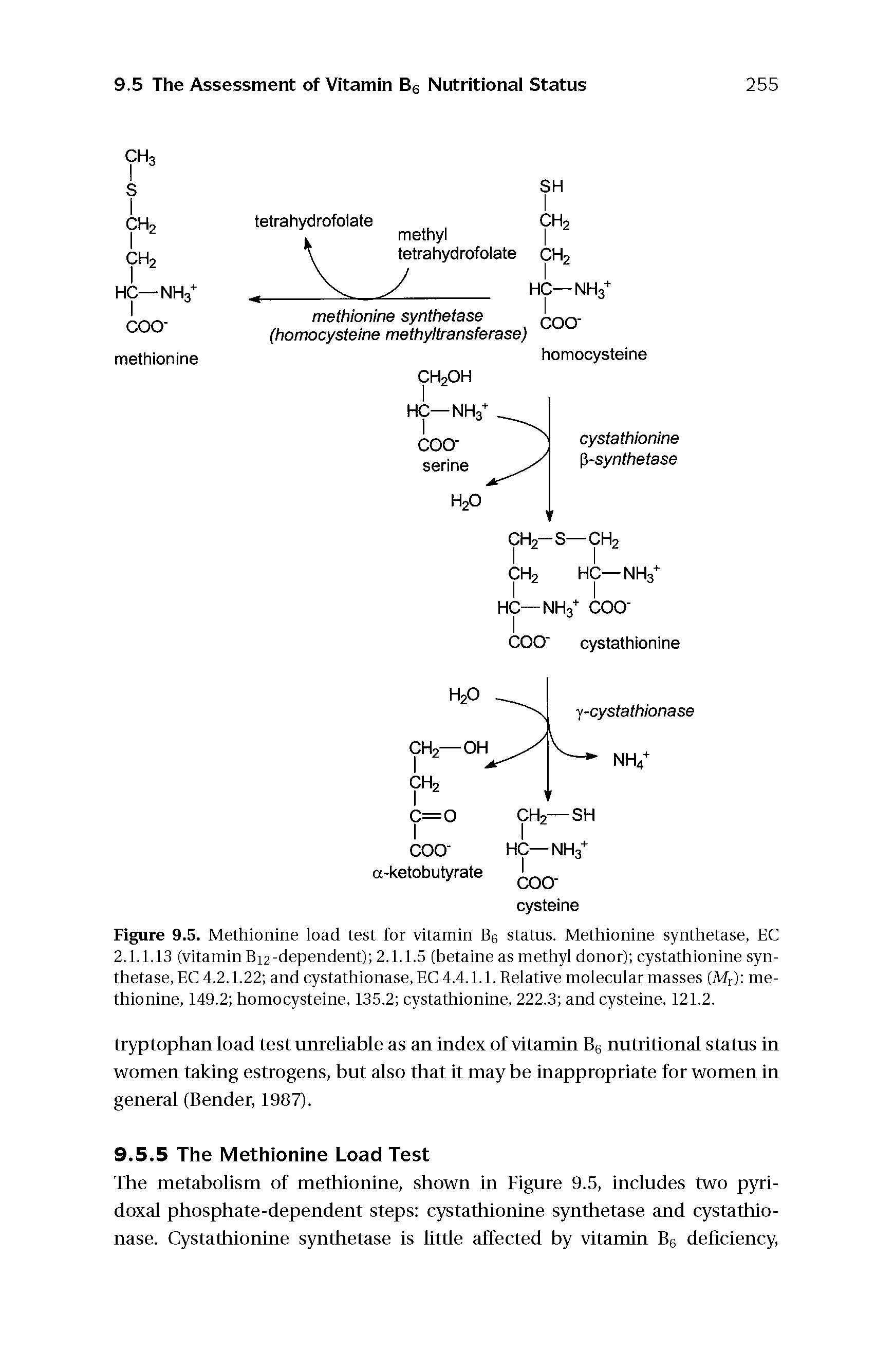 Figure 9.5. Methionine load test for vitamin Be status. Methionine synthetase, EC 2.1.1.13 (vitamin Bi2-dependent) 2.1.1.5 (betaine as methyl donor) cystathionine synthetase, EC 4.2.1.22 and cystathionase, EC 4.4.1.1. Relative molecular masses (Mr) methionine, 149.2 homocysteine, 135.2 cystathionine, 222.3 and cysteine, 121.2.