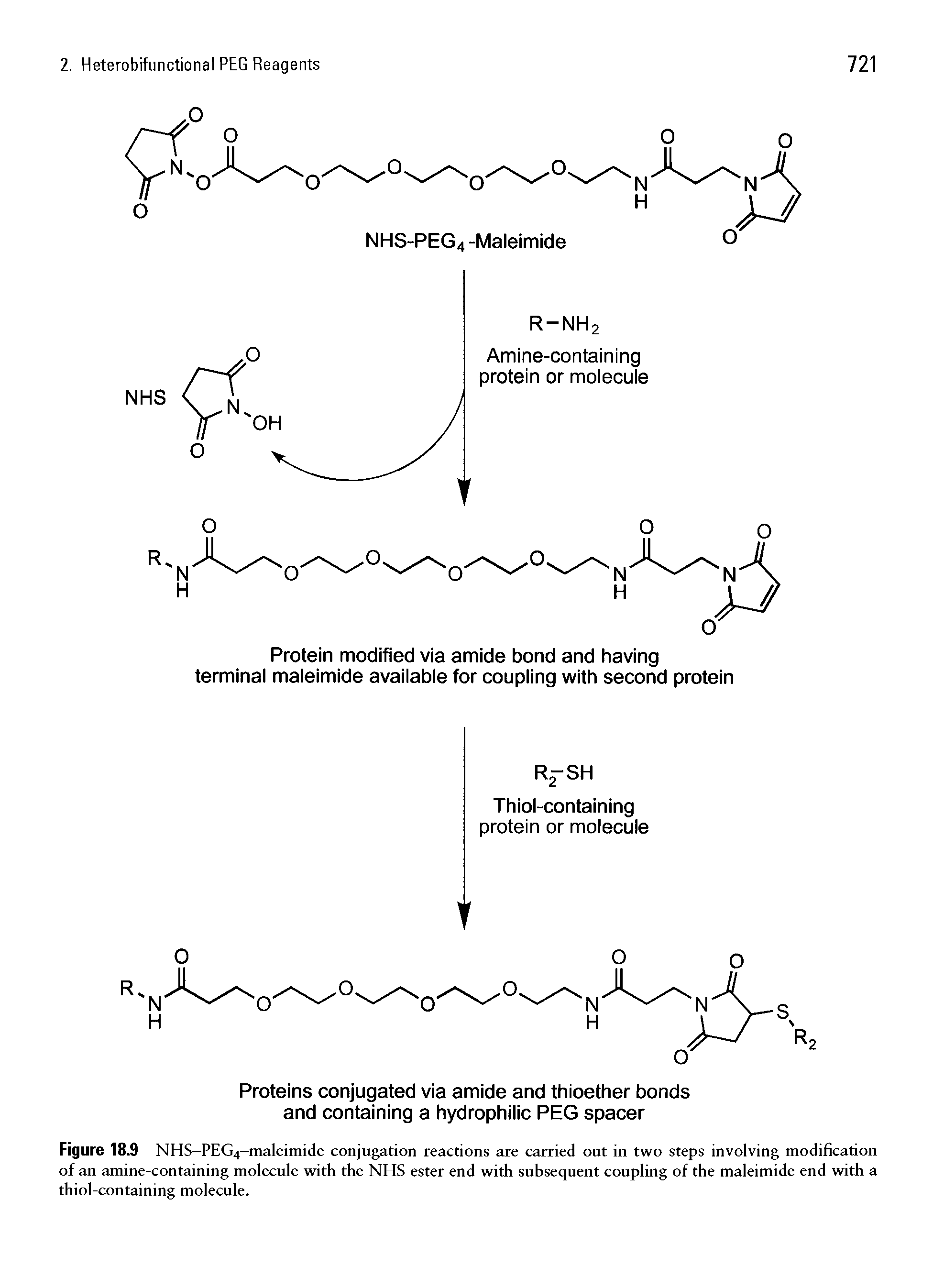 Figure 18.9 NHS-PEG4-maleimide conjugation reactions are carried out in two steps involving modification of an amine-containing molecule with the NHS ester end with subsequent coupling of the maleimide end with a thiol-containing molecule.
