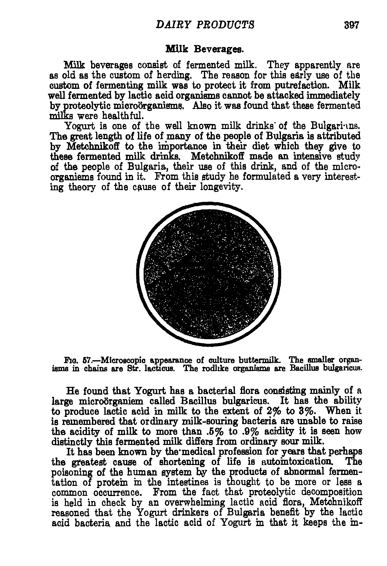 Fig. 67.—Microscopic appearance of culture buttermilk. The smaller organisms in chains are Str. lacticus. The rodlike organisms are Bacillus bulgancus.