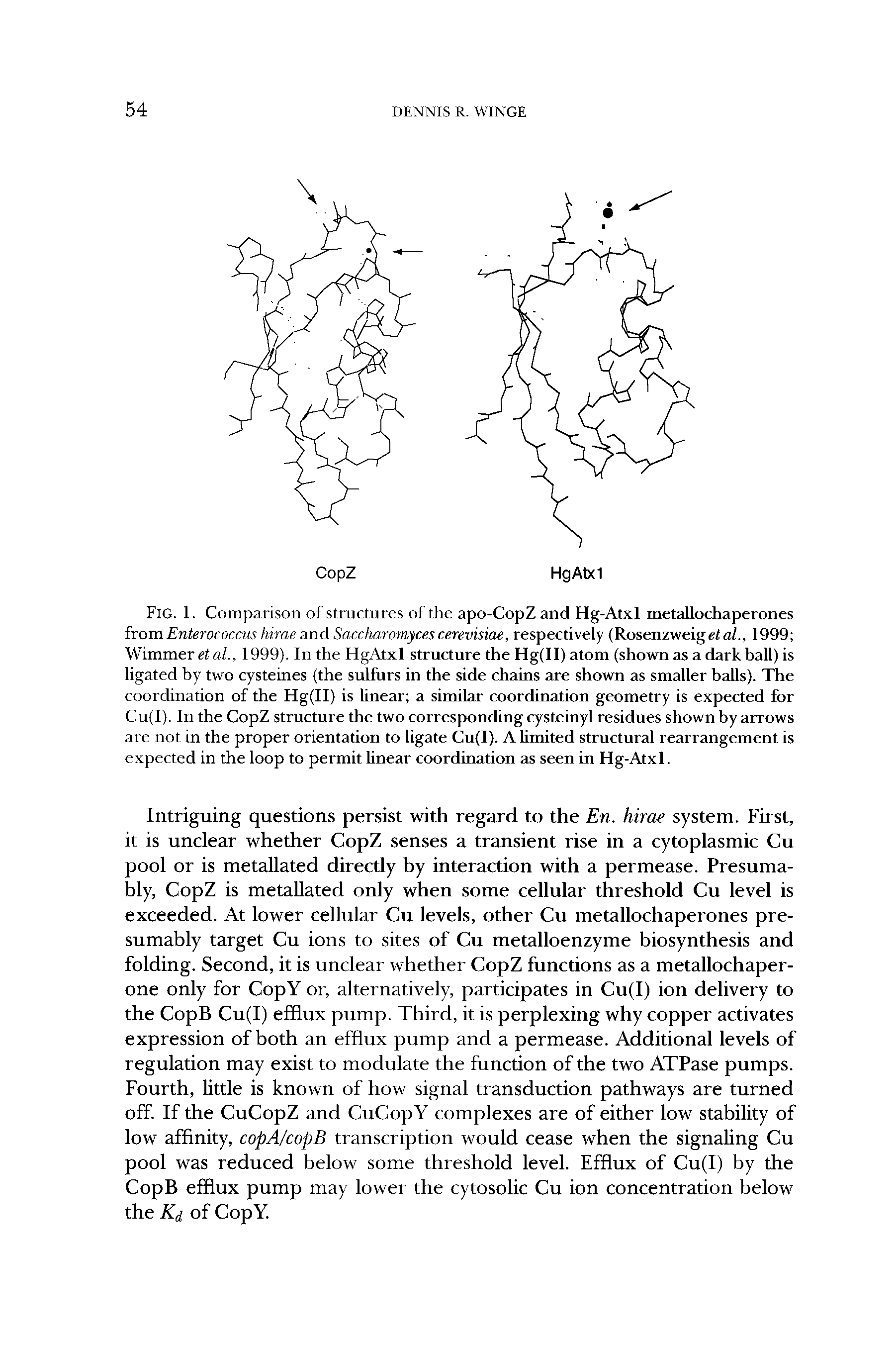 Fig. 1. Comparison of structures of the apo-CopZ and Hg-Atxl metallochaperones irom. Enterococcus hirae and Saccharoniyces cerevisiae, respectively (Rosenzweigeta/., 1999 Wimmer et al., 1999). In the HgAtxl structure the Hg(ll) atom (shown as a dark ball) is ligated by two cysteines (the sulfurs in the side chains are shown as smaller balls). The coordination of the Hg(II) is linear a similar coordination geometry is expected for Cu(I). In the CopZ structure the two corresponding cysteinyl residues shown by arrows are not in the proper orientation to ligate Cu(I). A limited structural rearrangement is expected in the loop to permit linear coordination as seen in Hg-Atxl.