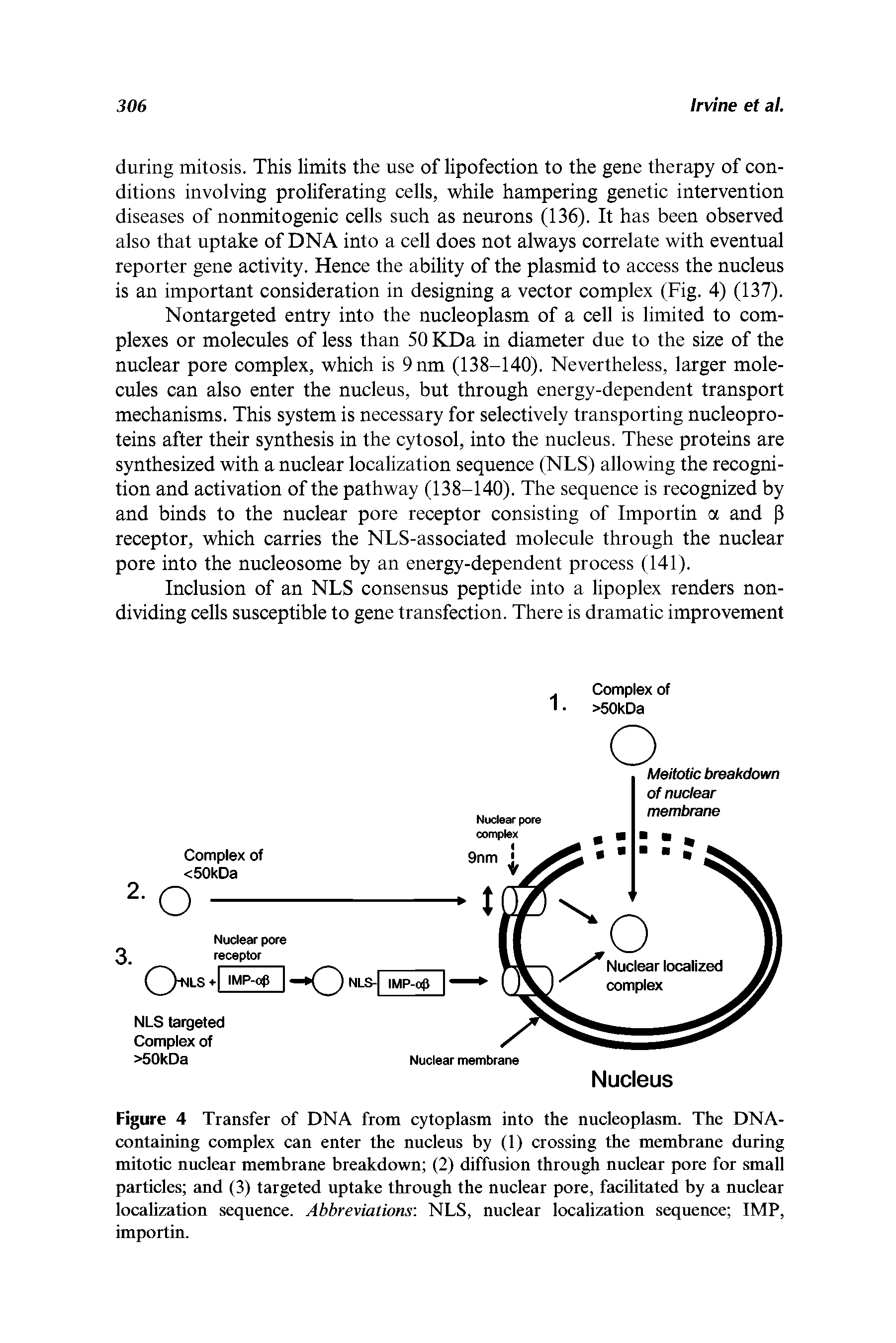 Figure 4 Transfer of DNA from cytoplasm into the nucleoplasm. The DNA-containing complex can enter the nucleus by (1) crossing the membrane during mitotic nuclear membrane breakdown (2) diffusion through nuclear pore for small particles and (3) targeted uptake through the nuclear pore, facilitated by a nuclear localization sequence. Abbreviations NLS, nuclear localization sequence IMP, importin.