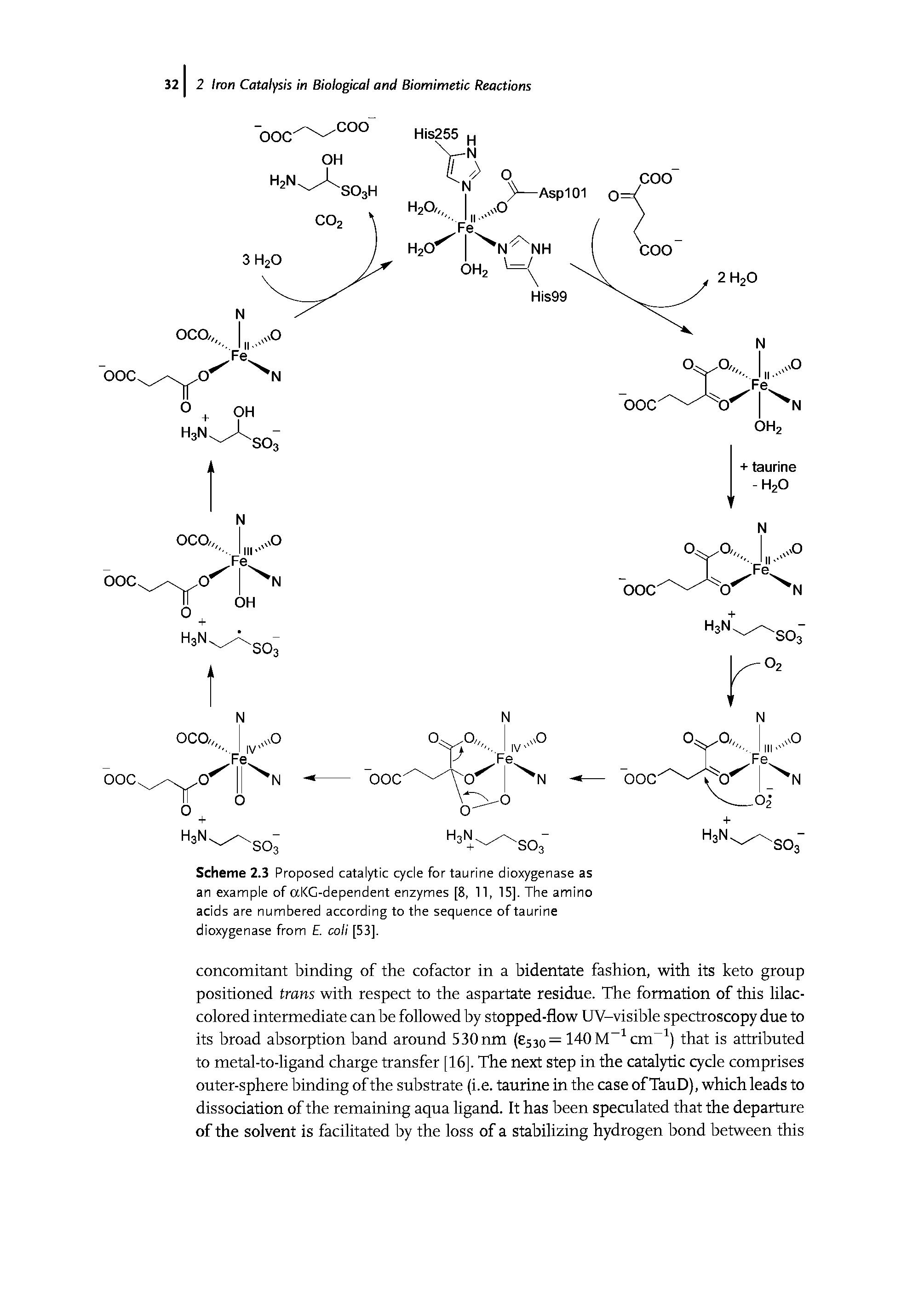 Scheme 2.3 Proposed catalytic cycle for taurine dioxygenase as an example of aKG-dependent enzymes [8, 11, 15], The amino acids are numbered according to the sequence of taurine dioxygenase from E. coli [53],...