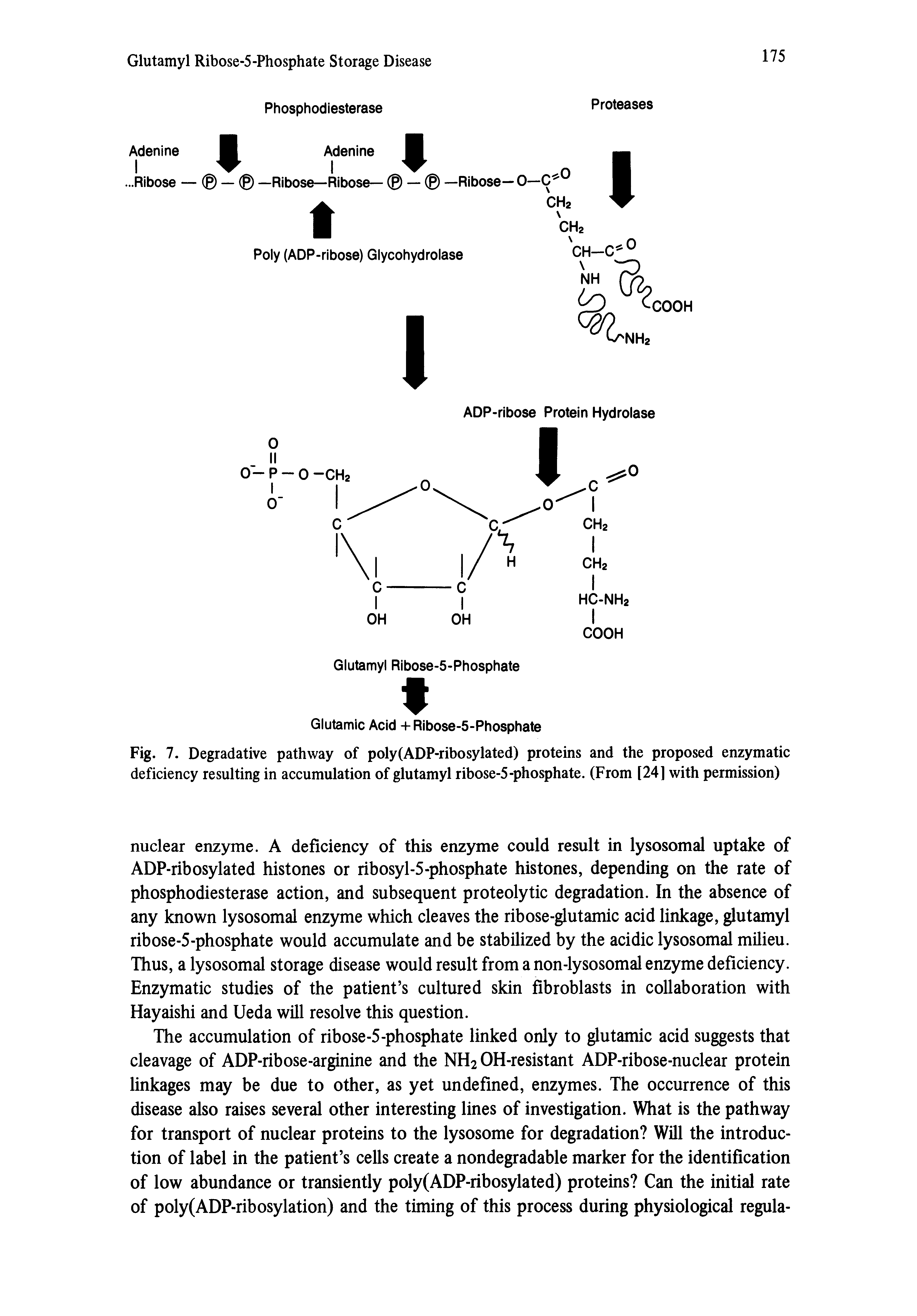 Fig. 7. Degradative pathway of poly(ADP-ribosylated) proteins and the proposed enzymatic deficiency resulting in accumulation of glutamyl ribose-5-phosphate. (From [24] with permission)...