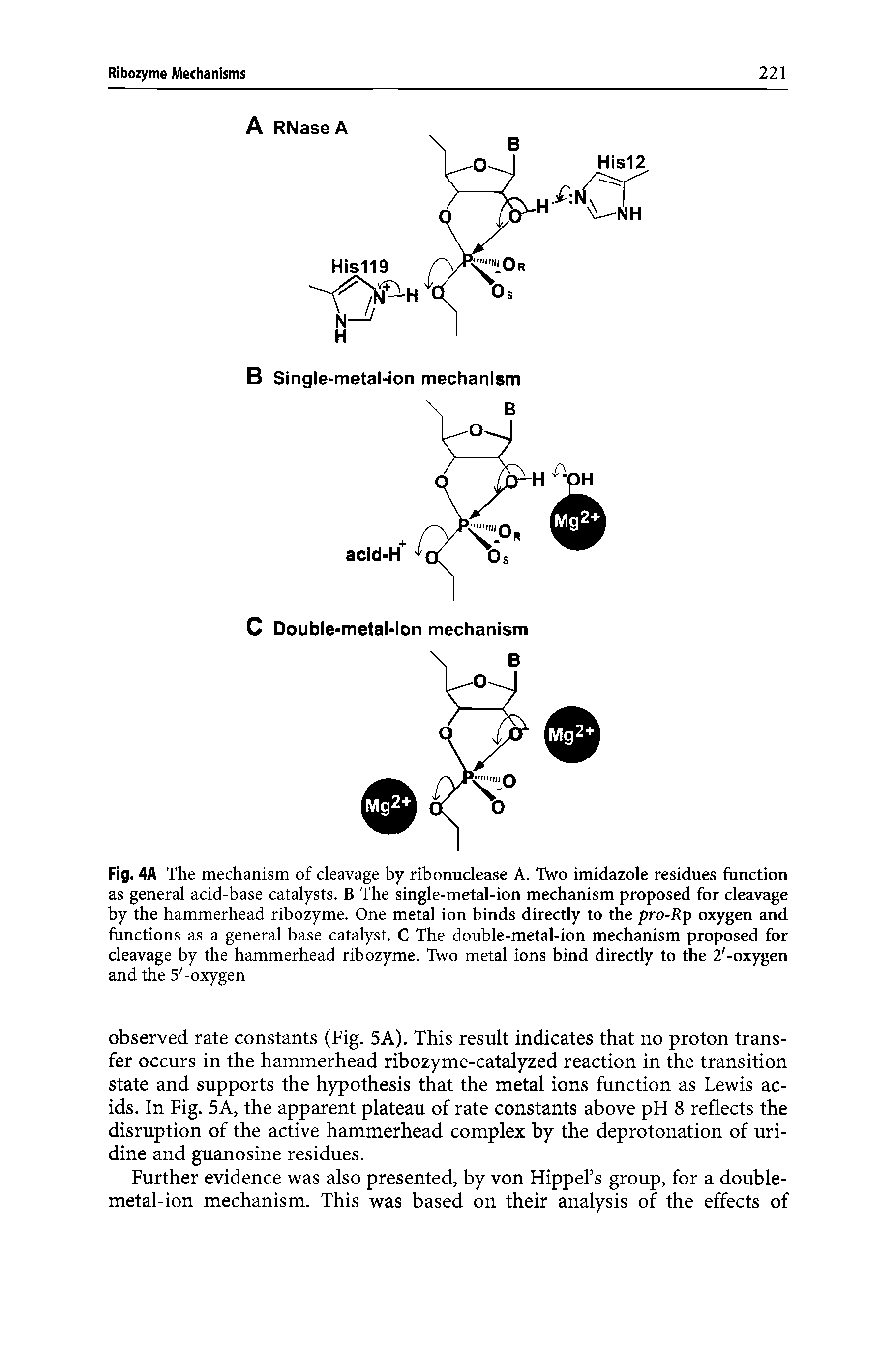 Fig. 4A The mechanism of cleavage by ribonuclease A. Two imidazole residues function as general acid-base catalysts. B The single-metal-ion mechanism proposed for cleavage by the hammerhead ribozyme. One metal ion binds directly to the pro-Rp oxygen and functions as a general base catalyst. C The double-metal-ion mechanism proposed for cleavage by the hammerhead ribozyme. Two metal ions bind directly to the 2 -oxygen and the 5 -oxygen...