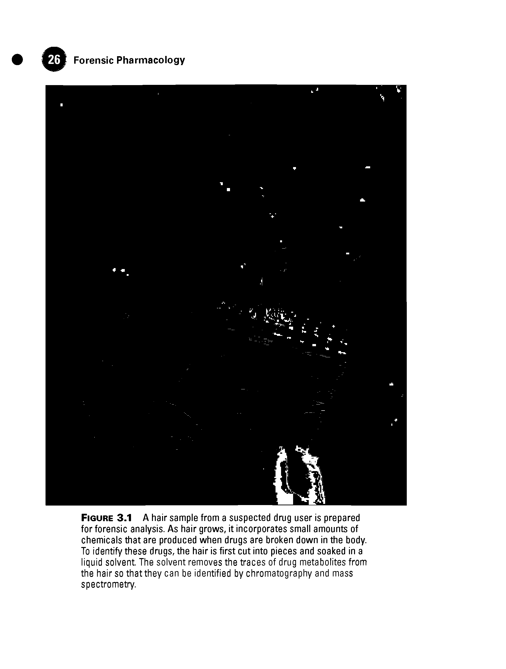 Figure 3.1 A hair sample from a suspected drug user is prepared for forensic analysis. As hair grows, it incorporates small amounts of chemicals that are produced when drugs are broken down in the body. To identify these drugs, the hair is first cut into pieces and soaked in a liquid solvent The solvent removes the traces of drug metabolites from the hair so that they can be identified by chromatography and mass spectrometry.