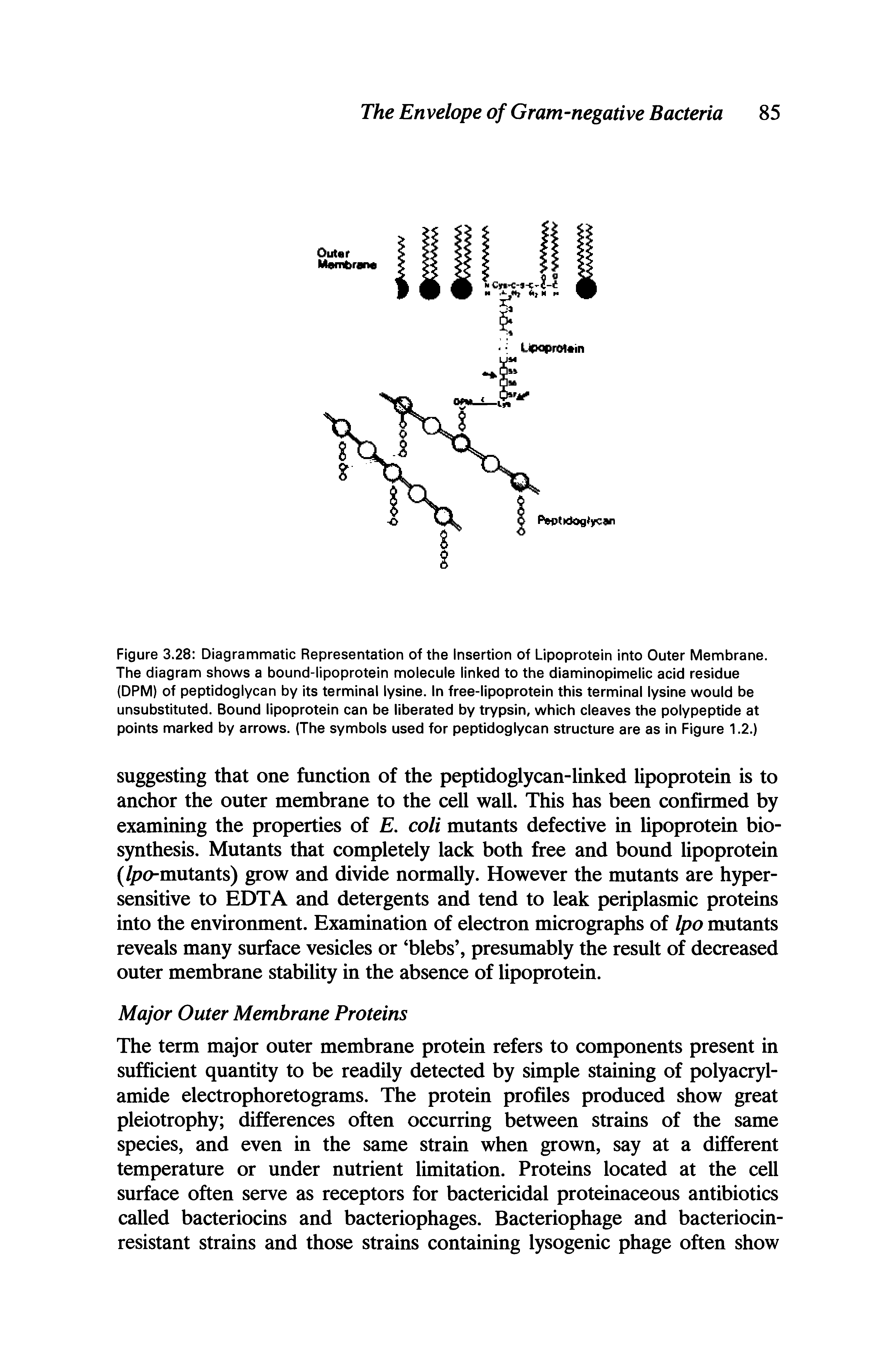 Figure 3.28 Diagrammatic Representation of the Insertion of Lipoprotein Into Outer Membrane. The diagram shows a bound-lipoprotein molecule linked to the diaminopimelic acid residue (DPM) of peptidoglycan by its terminal lysine. In free-lipoprotein this terminal lysine would be unsubstituted. Bound lipoprotein can be liberated by trypsin, which cleaves the polypeptide at points marked by arrows. (The symbols used for peptidoglycan structure are as in Figure 1.2.)...