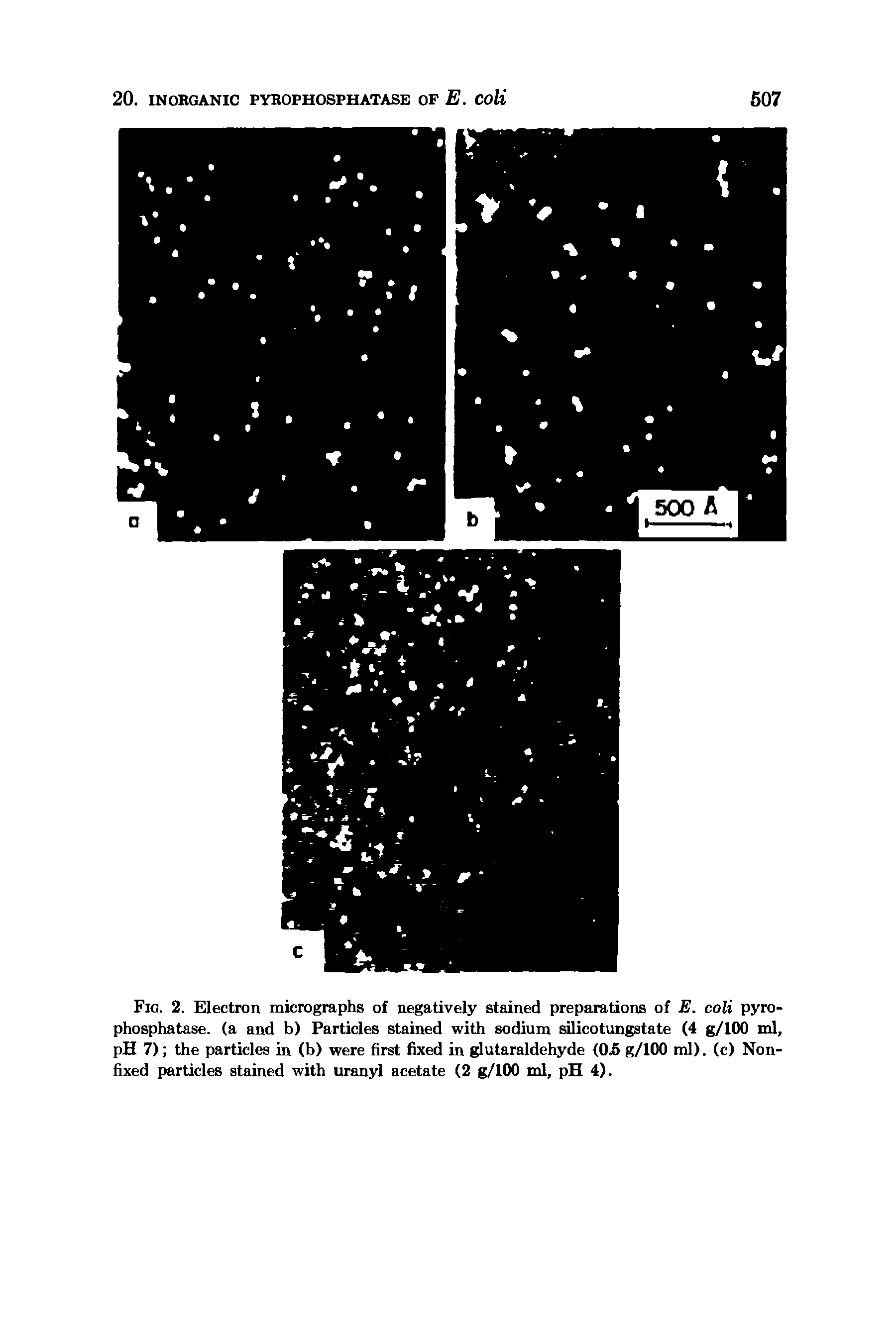 Fig. 2. Electron micrographs of negatively stained preparations of E. coli pyrophosphatase. (a and b) Particles stained with sodium silicotungstate (4 g/100 ml, pH 7) the particles in (b) were first fixed in glutaraldehyde (05 g/100 ml). (c) Non-fixed particles stained with uranyl acetate (2 g/100 ml, pH 4).