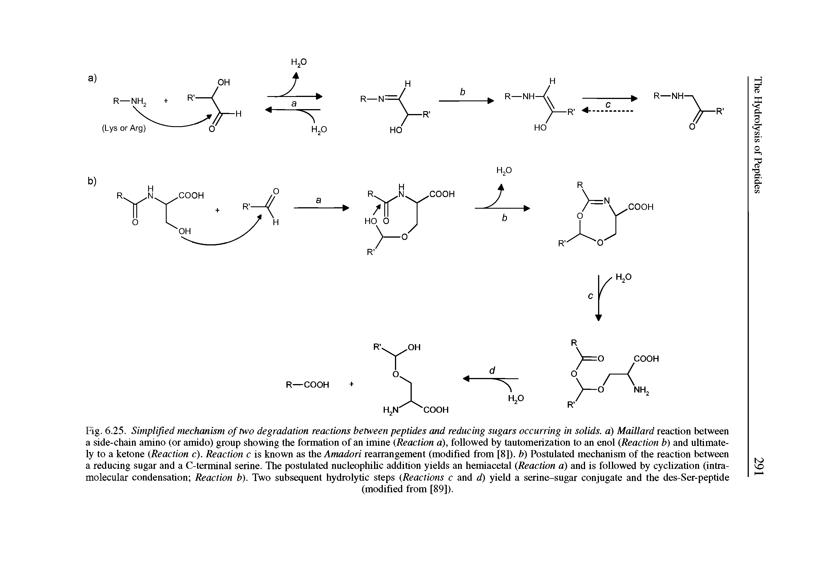 Fig. 6.25. Simplified mechanism of two degradation reactions between peptides and reducing sugars occurring in solids, a) Maillard reaction between a side-chain amino (or amido) group showing the formation of an imine (Reaction a), followed by tautomerization to an enol (Reaction b) and ultimately to a ketone (Reaction c). Reaction c is known as the Amadori rearrangement (modified from [8]). b) Postulated mechanism of the reaction between a reducing sugar and a C-terminal serine. The postulated nucleophilic addition yields an hemiacetal (Reaction a) and is followed by cyclization (intramolecular condensation Reaction b). Two subsequent hydrolytic steps (Reactions c and d) yield a serine-sugar conjugate and the des-Ser-peptide...