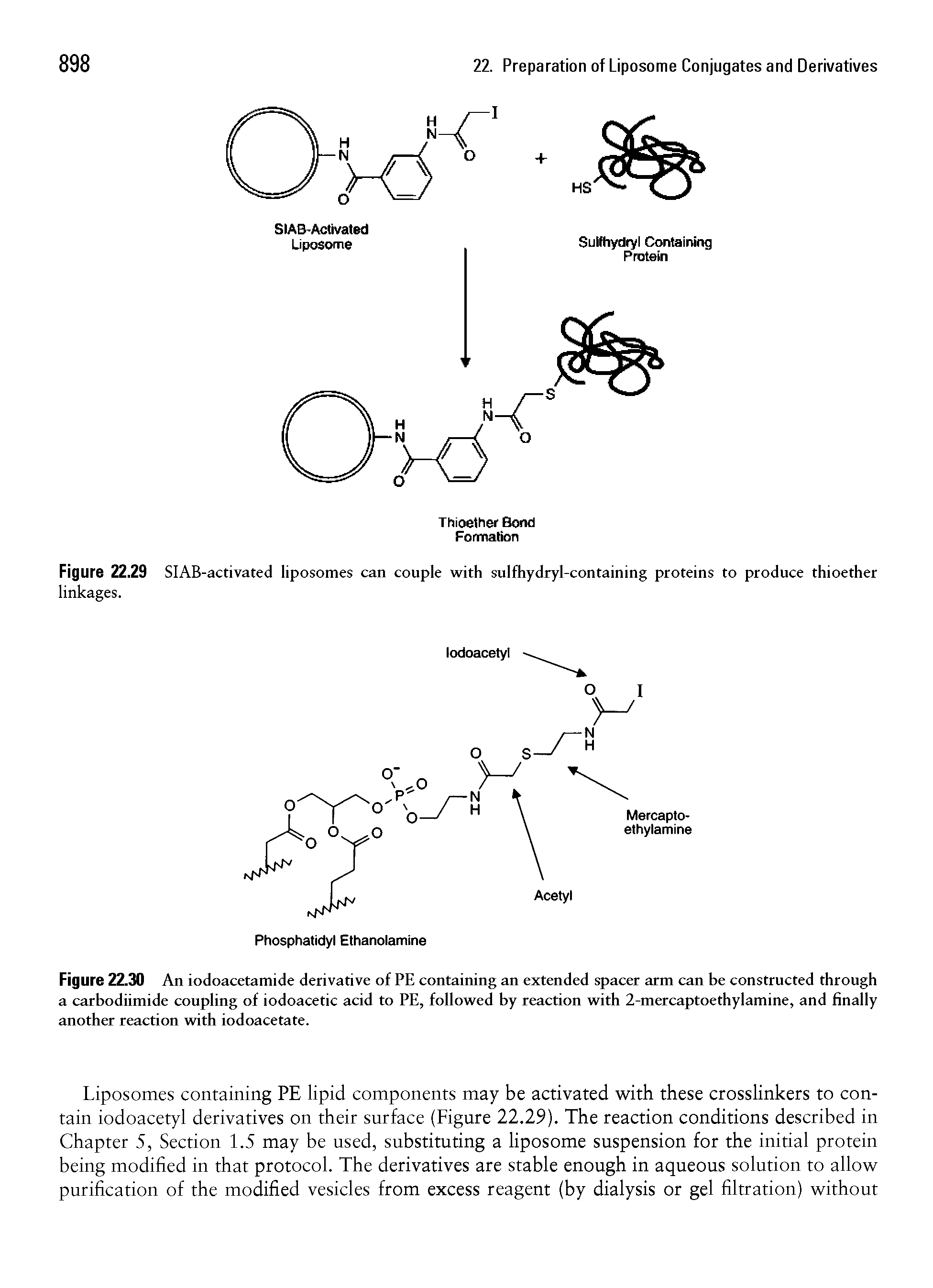 Figure 22.30 An iodoacetamide derivative of PE containing an extended spacer arm can be constructed through a carbodiimide coupling of iodoacetic acid to PE, followed by reaction with 2-mercaptoethylamine, and finally another reaction with iodoacetate.