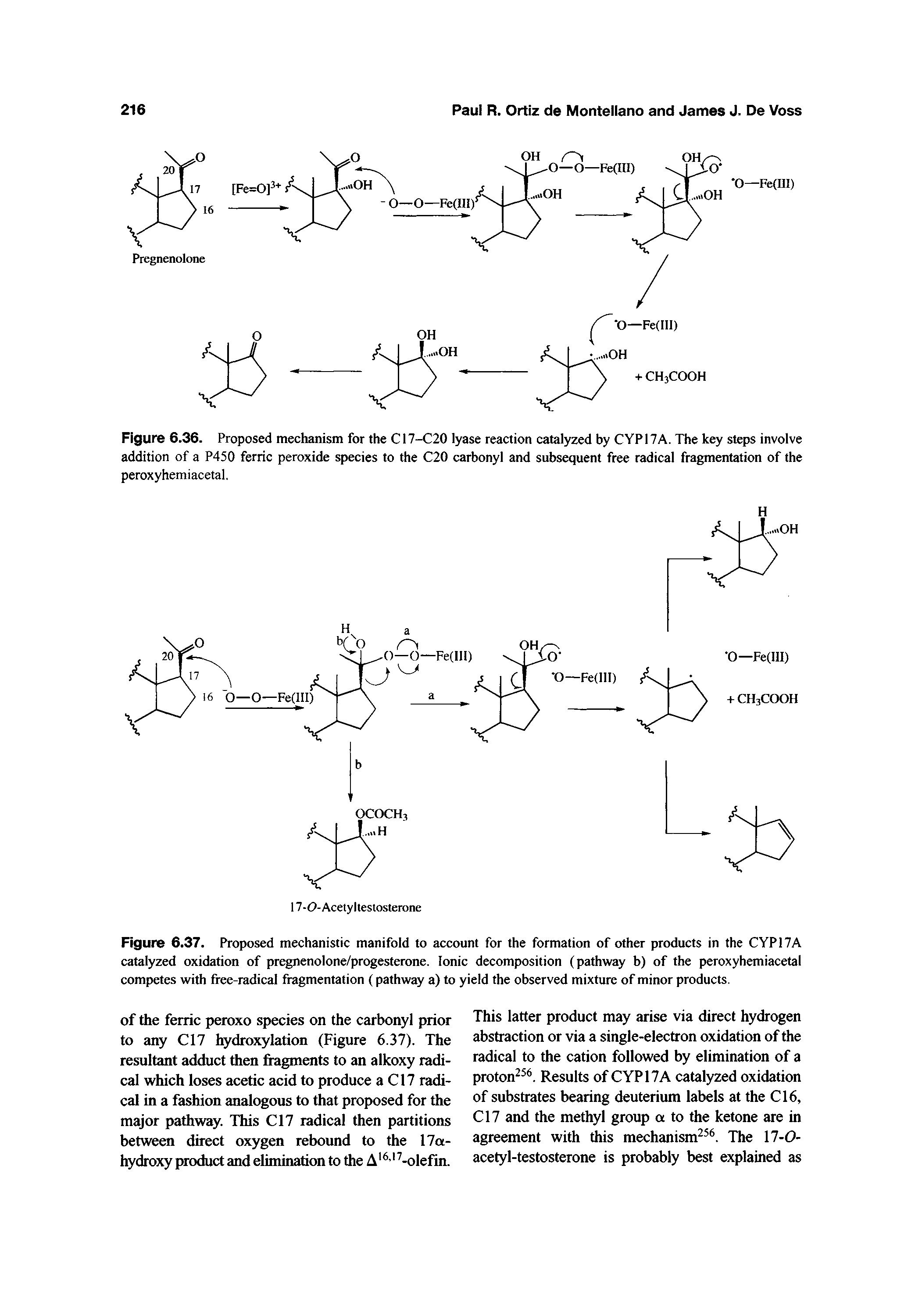 Figure 6.36. Proposed mechanism for the C17-C20 lyase reaction catalyzed by CYPI7A. The key steps involve addition of a P450 ferric peroxide species to the C20 carbonyl and subsequent free radical fragmentation of the peroxyhemiacetal,...