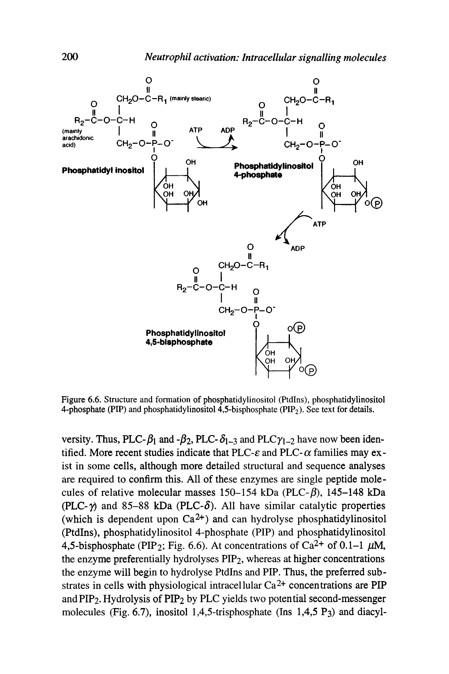 Figure 6.6. Structure and formation of phosphatidylinositol (Ptdlns), phosphatidylinositol 4-phosphate (PIP) and phosphatidylinositol 4,5-bisphosphate (PIP2). See text for details.