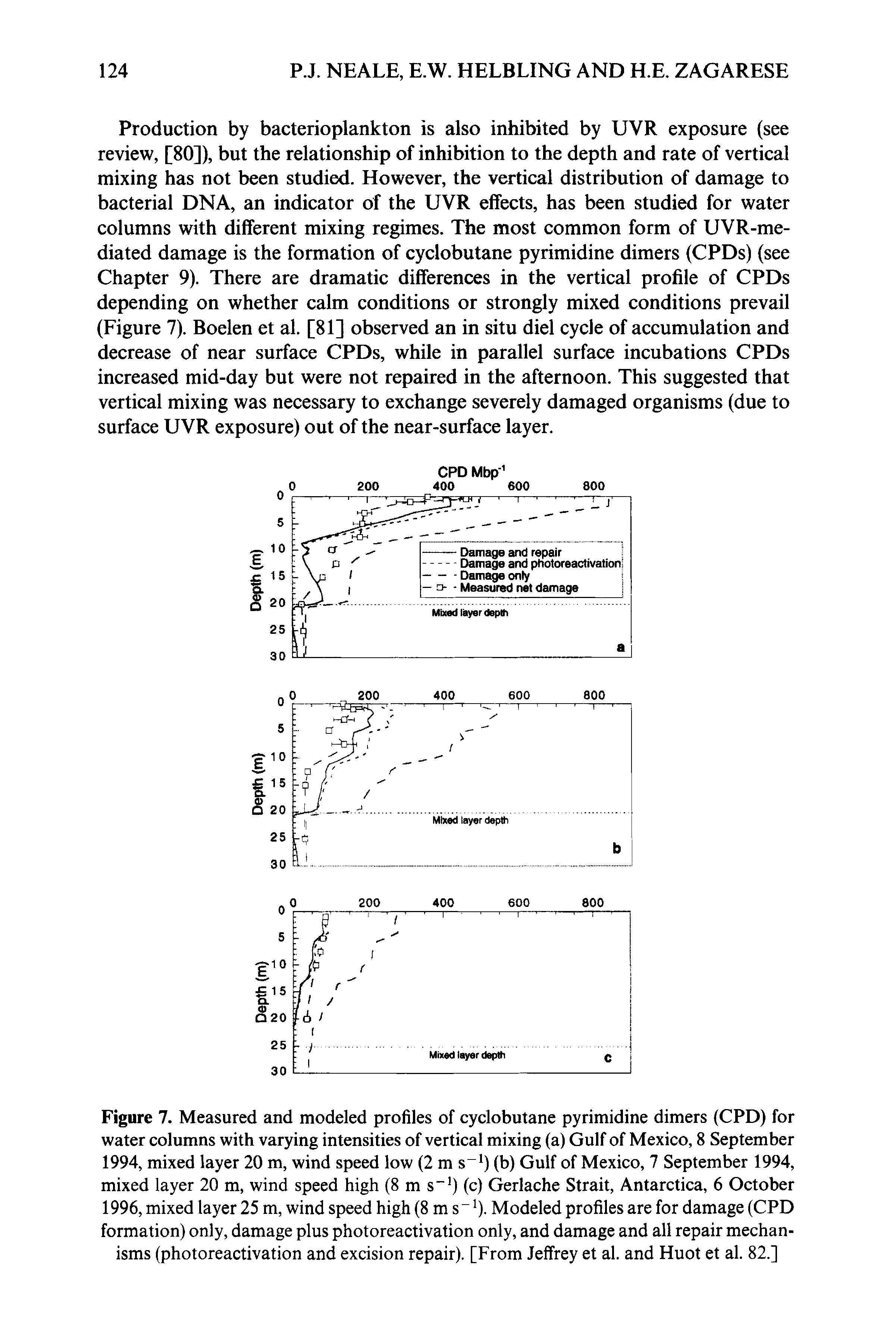 Figure 7. Measured and modeled profiles of cyclobutane pyrimidine dimers (CPD) for water columns with varying intensities of vertical mixing (a) Gulf of Mexico, 8 September 1994, mixed layer 20 m, wind speed low (2 m s ) (b) Gulf of Mexico, 7 September 1994, mixed layer 20 m, wind speed high (8 m s ) (c) Gerlache Strait, Antarctica, 6 October 1996, mixed layer 25 m, wind speed high (8 m s 0- Modeled profiles are for damage (CPD formation) only, damage plus photoreactivation only, and damage and all repair mechanisms (photoreactivation and excision repair). [From Jeffrey et al. and Huot et al. 82.]...