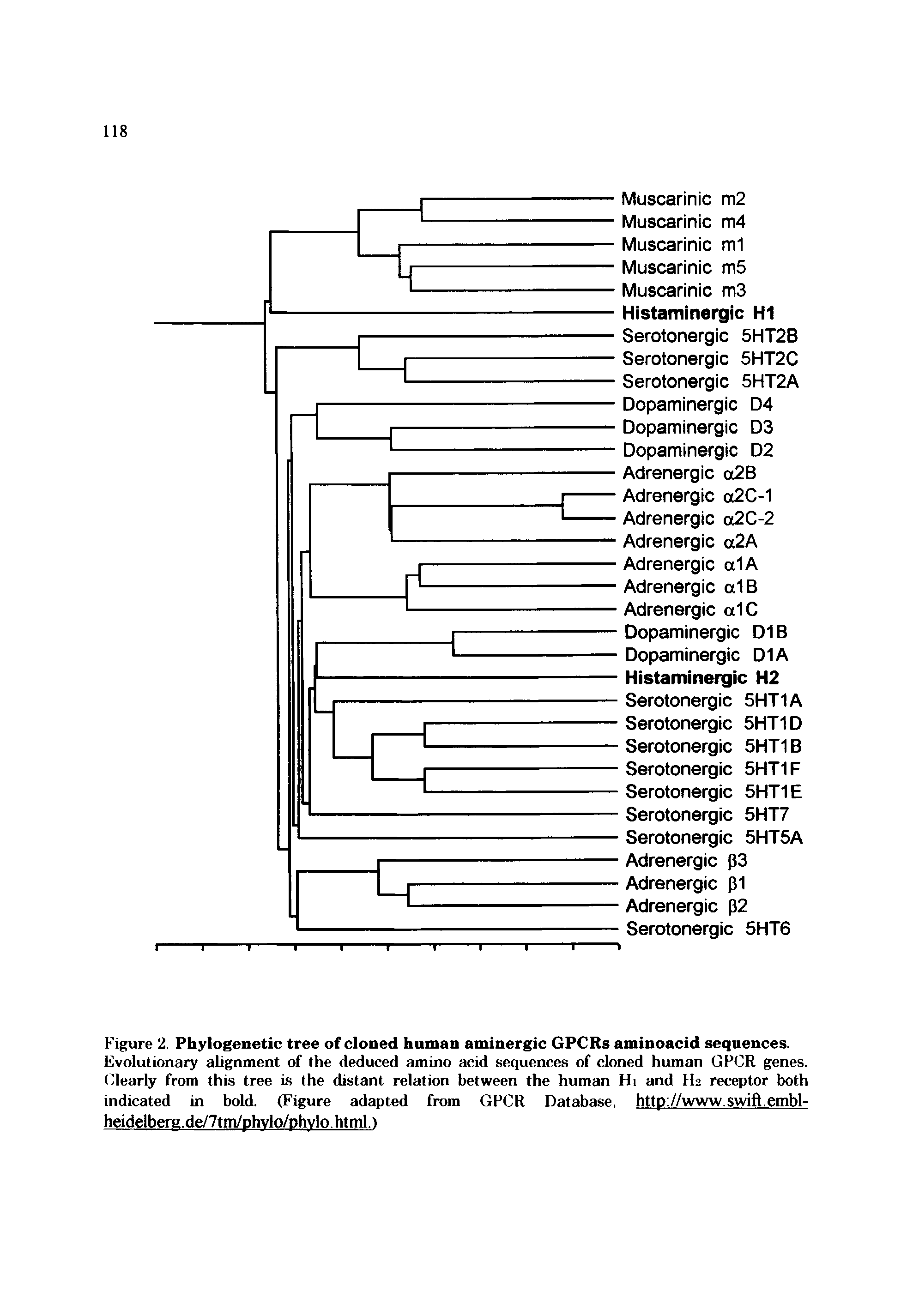 Figure 2. Phylogenetic tree of cloned human aminergic GPCRs aminoacid sequences.