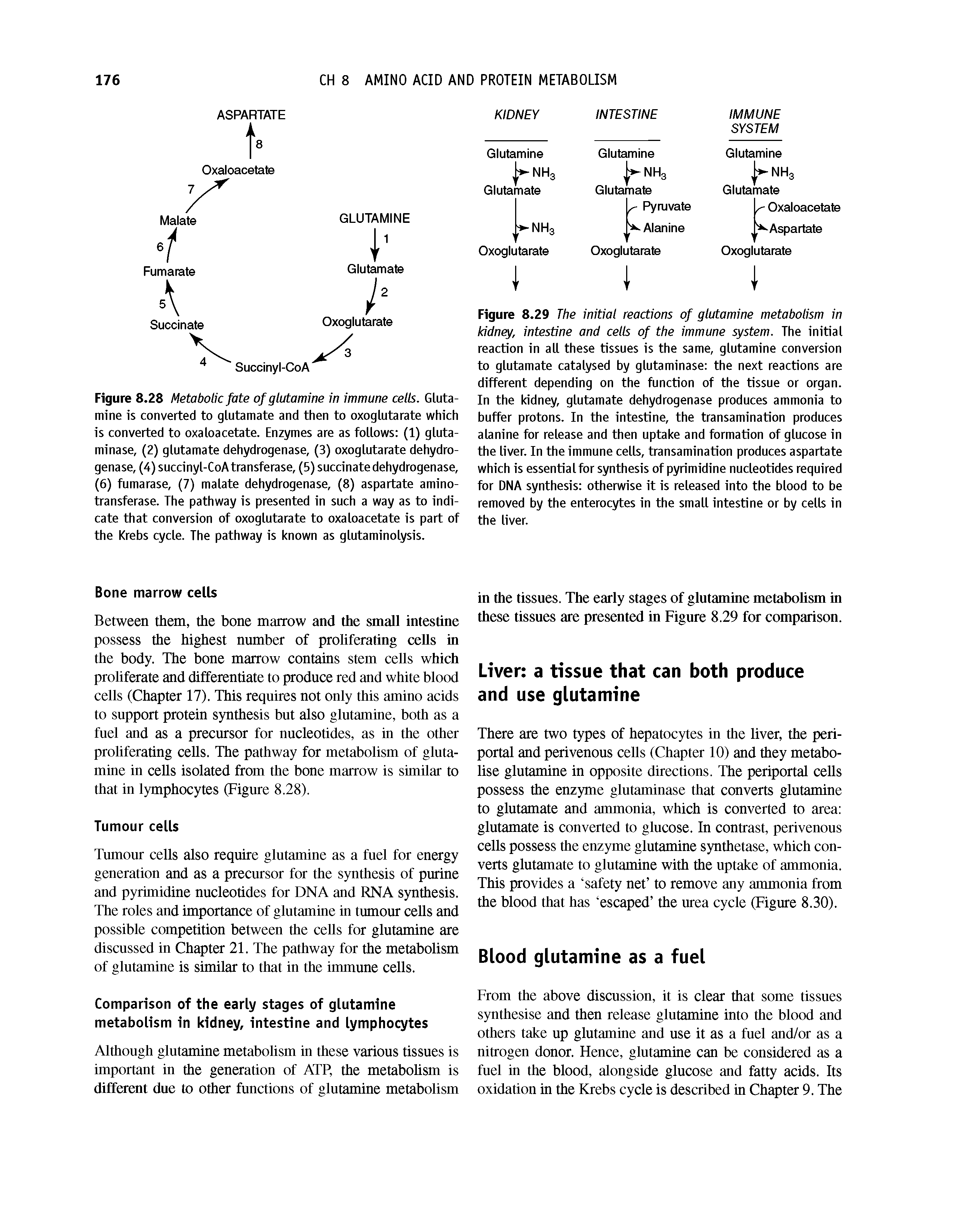 Figure 8.29 The initial reactions of glutamine metabolism in kidney, intestine and cells of the immune system. The initial reaction in all these tissues is the same, glutamine conversion to glutamate catalysed by glutaminase the next reactions are different depending on the function of the tissue or organ. In the kidney, glutamate dehydrogenase produces ammonia to buffer protons. In the intestine, the transamination produces alanine for release and then uptake and formation of glucose in the liver. In the immune cells, transamination produces aspartate which is essential for synthesis of pyrimidine nucleotides required for DNA synthesis otherwise it is released into the blood to be removed by the enterocytes in the small intestine or by cells in the liver.