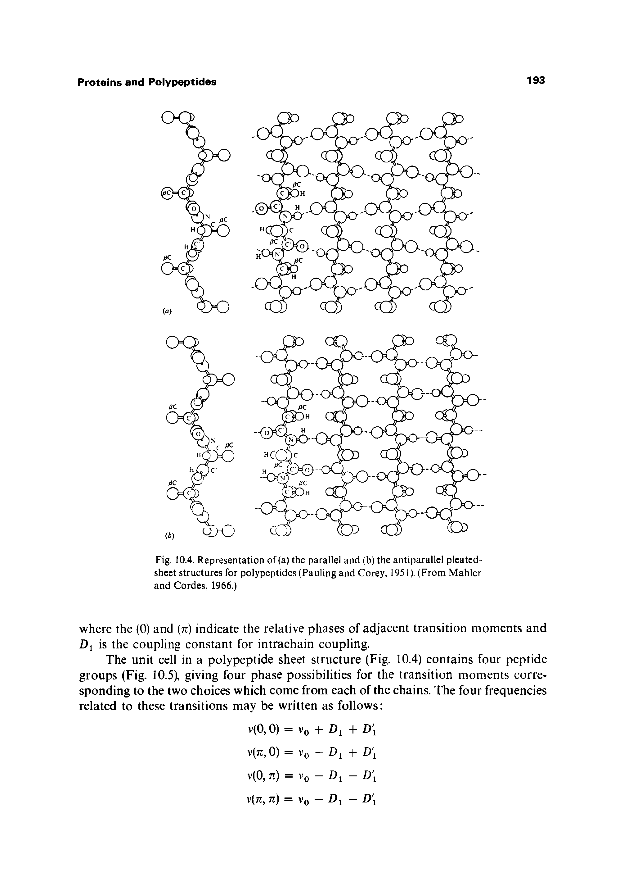 Fig. 10.4. Representation of (a) the parallel and (b) the antiparallel pleated-sheet structures for polypeptides (Pauling and Corey, 1951). (From Mahler and Cordes, 1966.)...