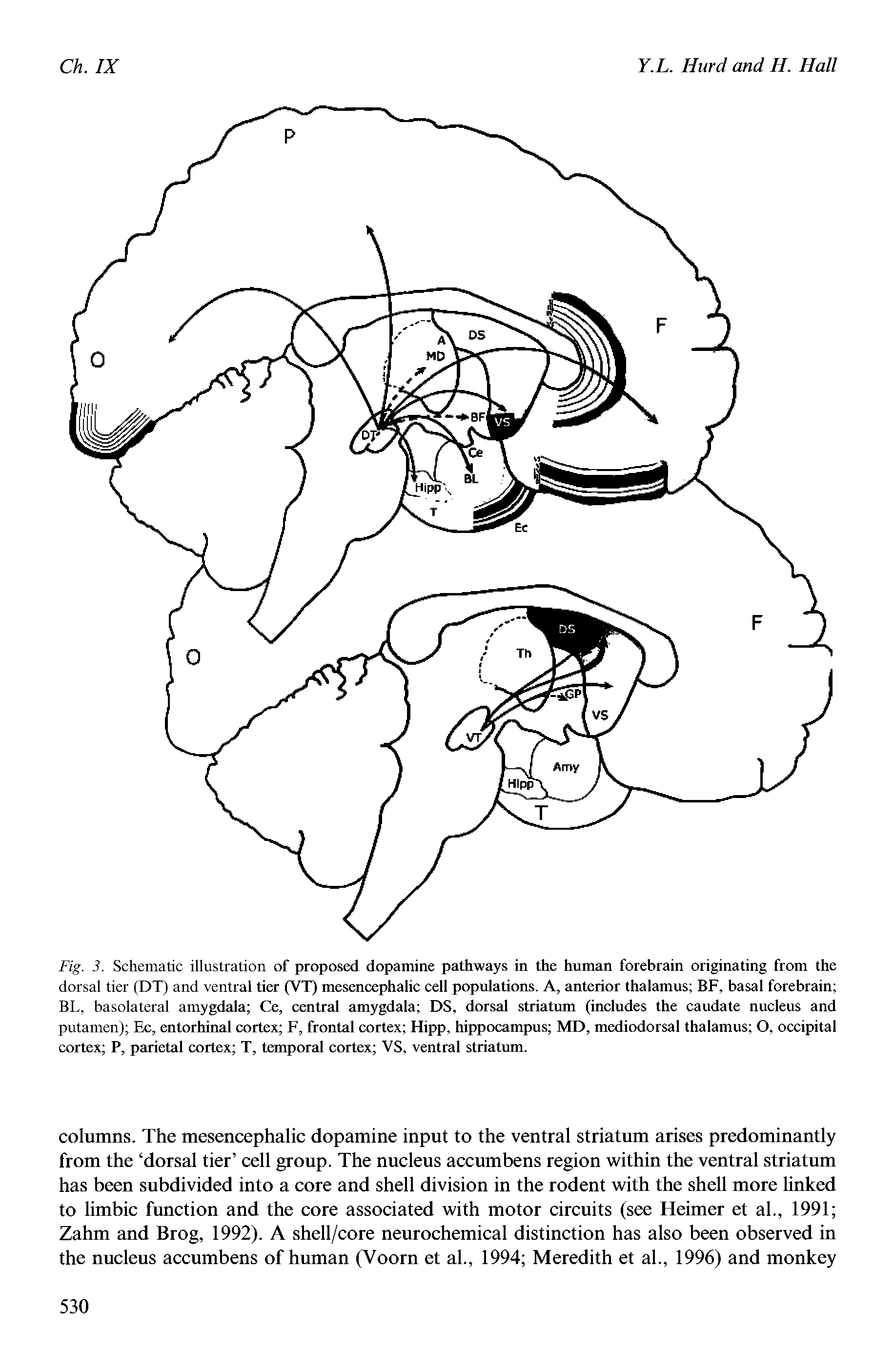 Fig. 3. Schematic illustration of proposed dopamine pathways in the human forebrain originating from the dorsal tier (DT) and ventral tier (VT) mesencephalic cell populations. A, anterior thalamus BF, basal forebrain BL, basolateral amygdala Ce, central amygdala DS, dorsal striatum (includes the caudate nucleus and putamen) Ec, entorhinal cortex F, frontal cortex Hipp, hippocampus MD, mediodorsal thalamus O, occipital cortex P, parietal cortex T, temporal cortex VS, ventral striatum.