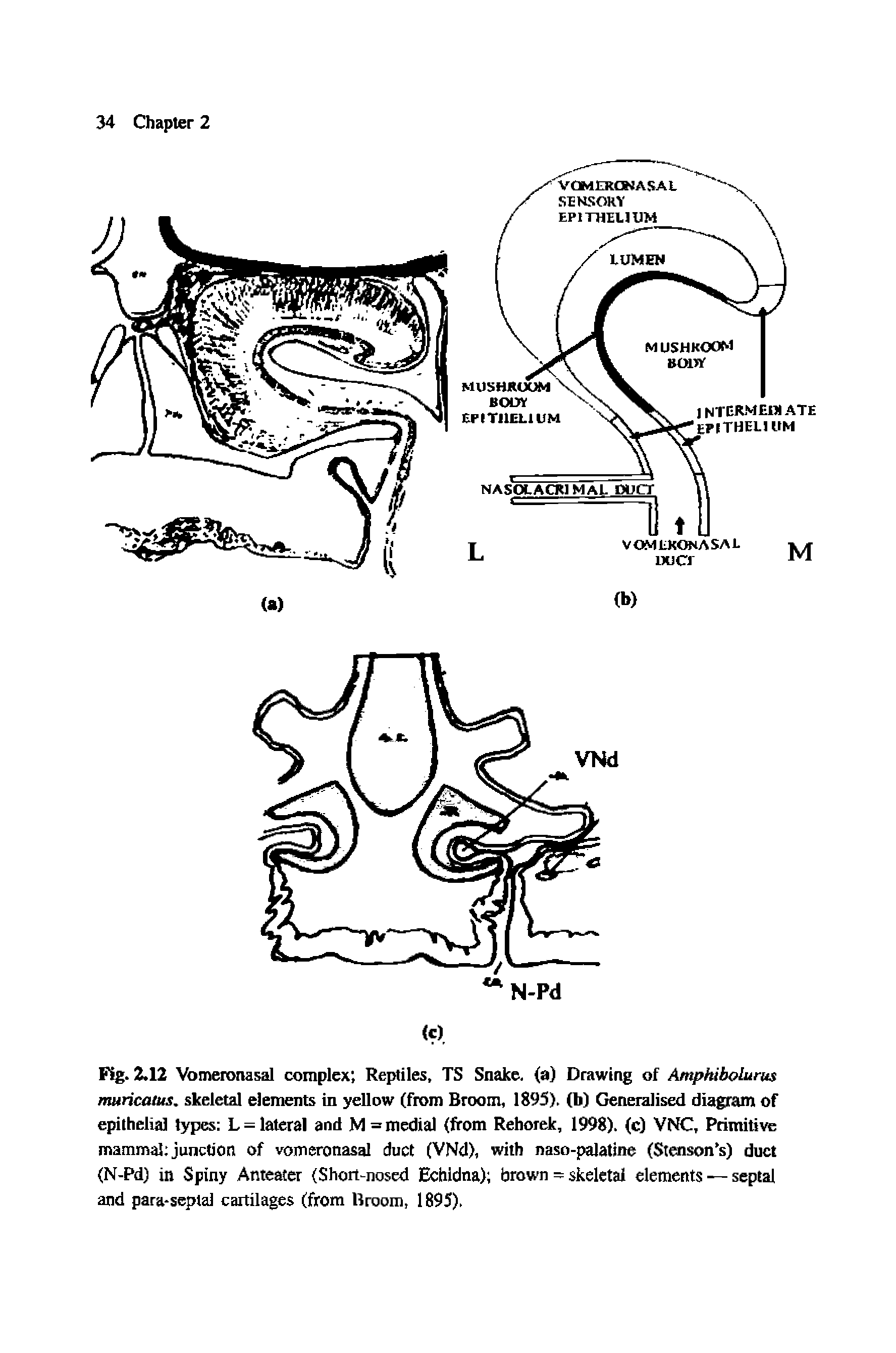 Fig. 2.12 Vomeronasal complex Reptiles, TS Snake, (a) Drawing of Amphibolurus muricatus. skeletal elements in yellow (from Broom, 1895). (b) Generalised diagram of epithelial types L = lateral and M= medial (from Rehorek, 1998). (c) VNC, Primitive mammal junction of vomeronasal duct (VNd), with naso-palatine (Stenson s) duct (N-Pd) in Spiny Anteater (Short-nosed Echidna) brown = skeletal elements — septal and para-septal cartilages (from Broom, 1895).