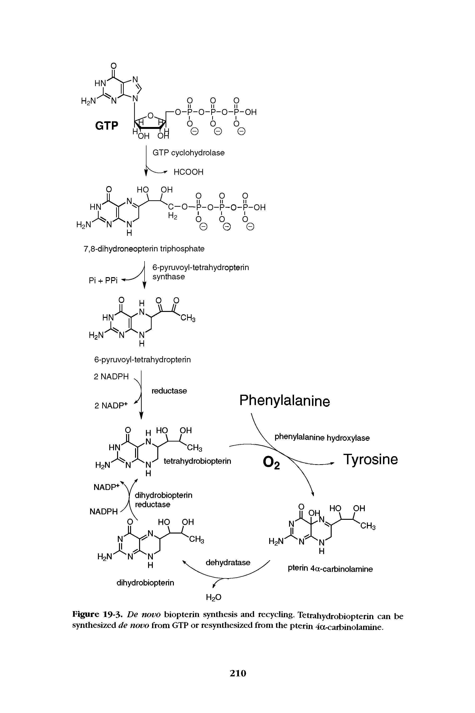 Figure 19-3. De novo biopterin synthesis and recycling. Tetrahydrobiopterin can be synthesized de novo from GTP or resynthesized from the pterin 4a-carbinolamine.