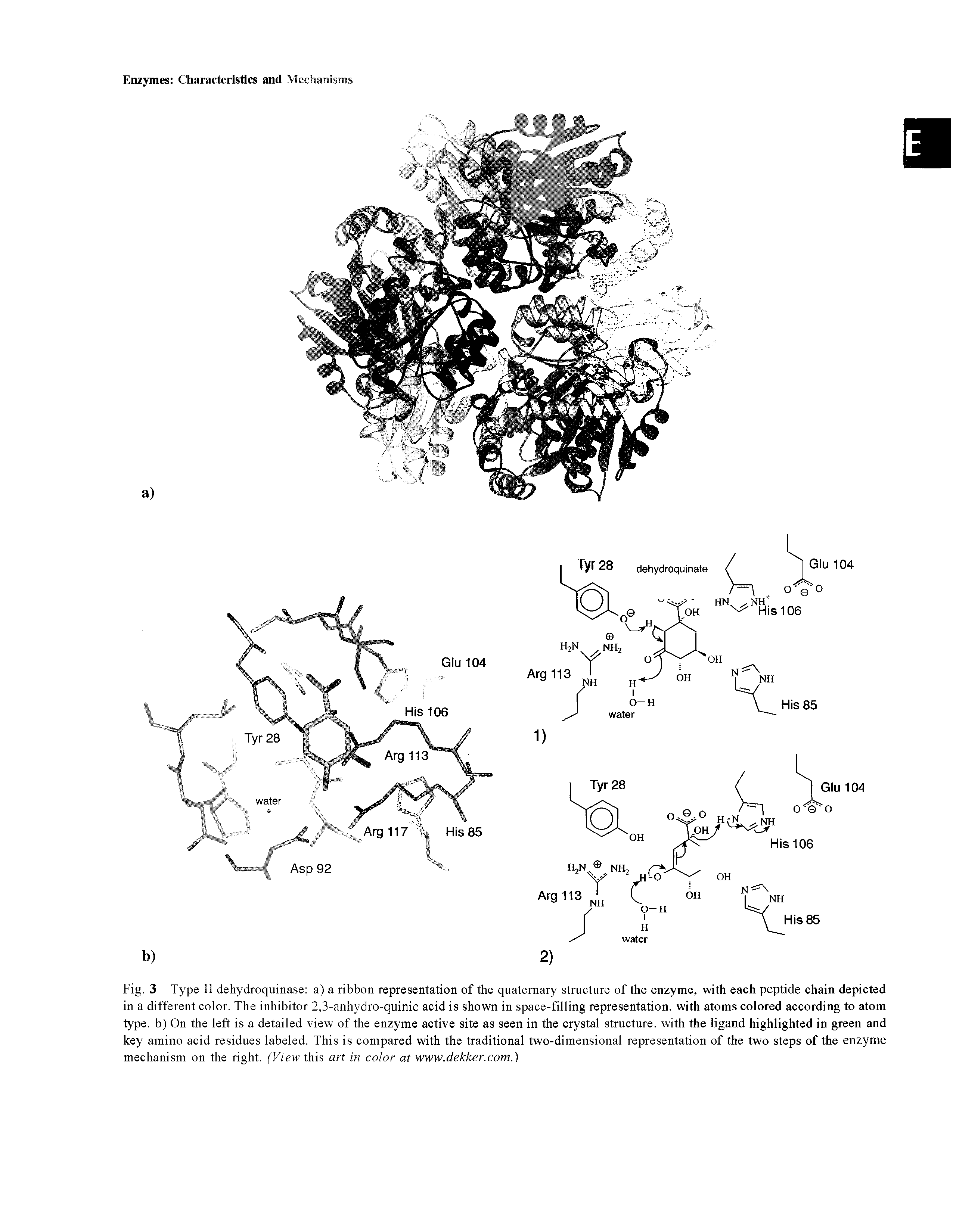 Fig. 3 Type 11 dehydroquinase a) a ribbon representation of the quaternary structure of the enzyme, with each peptide chain depicted in a different color. The inhibitor 2,3-anhydro-quinic acid is shown in space-filling representation, with atoms colored according to atom type, b) On the left is a detailed view of the enzyme active site as seen in the crystal structure, with the ligand highlighted in green and key amino acid residues labeled. This is compared with the traditional two-dimensional representation of the two steps of the enzyme mechanism on the right. (View this an in color at WWW.dekker.com.)...