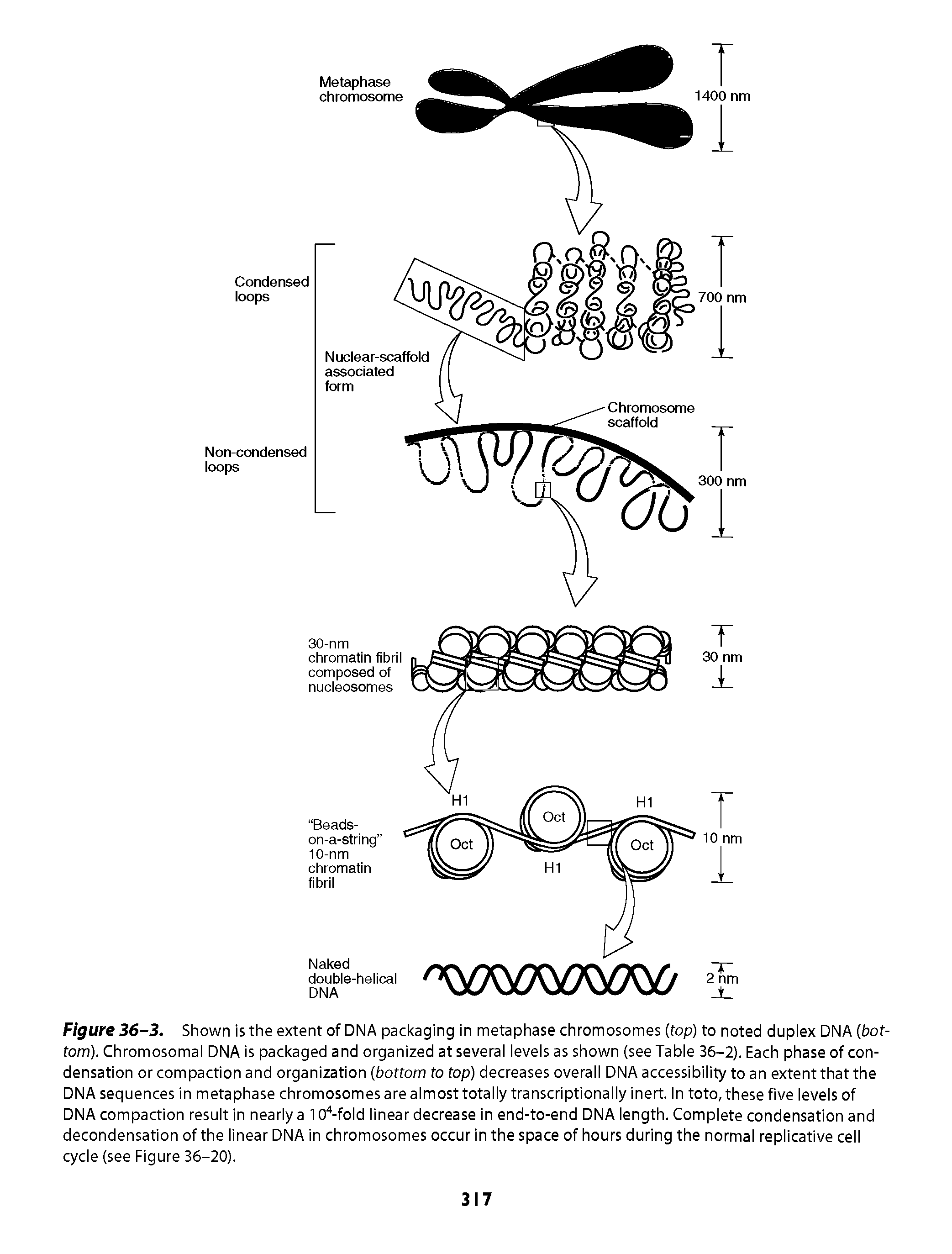 Figure 36-3. Shown is the extent of DNA packaging in metaphase chromosomes (fop) to noted dupiex DNA (bottom). Chromosomai DNA is packaged and organized at severai ieveis as shown (seeTabie 36-2), Each phase of condensation or compaction and organization (bottom to top) decreases overaii DNA accessibiiity to an extent that the DNA sequences in metaphase chromosomes are aimost totaiiy transcriptionaiiy inert, in toto, these five ieveis of DNA compaction resuit in neariy a 10 -foid iinear decrease in end-to-end DNA iength. Compiete condensation and decondensation of the iinear DNA in chromosomes occur in the space of hours during the normai repiicative ceii cycie (see Figure 36-20).