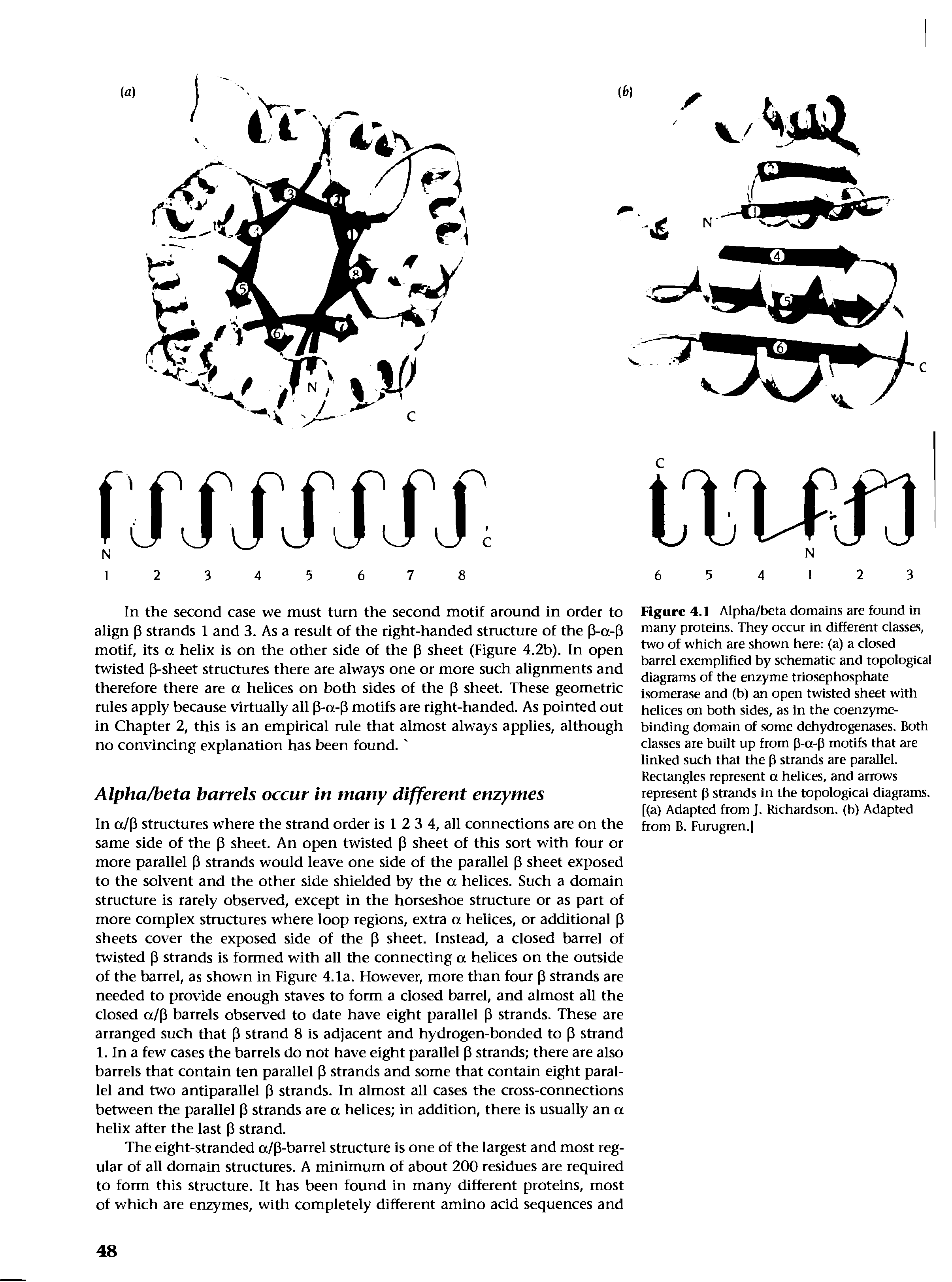 Figure 4.1 Alpha/beta domains are found in many proteins. They occur in different classes, two of which are shown here (a) a closed barrel exemplified by schematic and topological diagrams of the enzyme trlosephosphate isomerase and (b) an open twisted sheet with helices on both sides, as in the coenzymebinding domain of some dehydrogenases. Both classes are built up from p-a-p motifs that are linked such that the p strands are parallel. Rectangles represent a helices, and arrows represent p strands in the topological diagrams, [(a) Adapted from J. Richardson, (b) Adapted from B. Furugren.j...