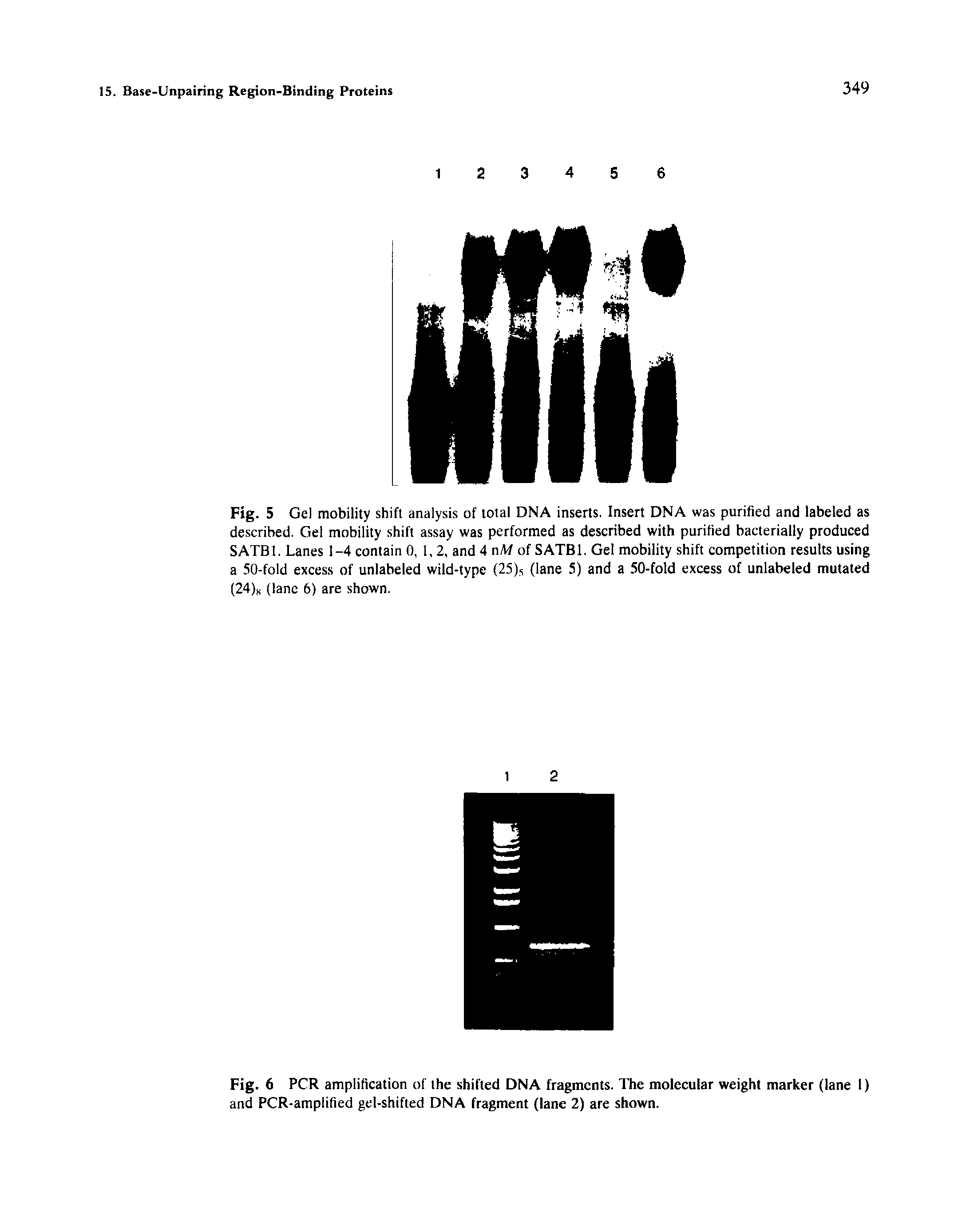 Fig. 5 Gel mobility shift analysis of total DNA inserts. Insert DNA was purified and labeled as described. Gei mobiiity shift assay was performed as described with purified bacterially produced SATBl. Lanes 1-4 contain 0, 1,2, and 4 nM of SATBl. Gel mobility shift competition results using a. iO-foid excess of unlabeled wild-type (25), (lane 5) and a. 50-fold excess of unlabeled mutated (24)k (lane 6) are shown.