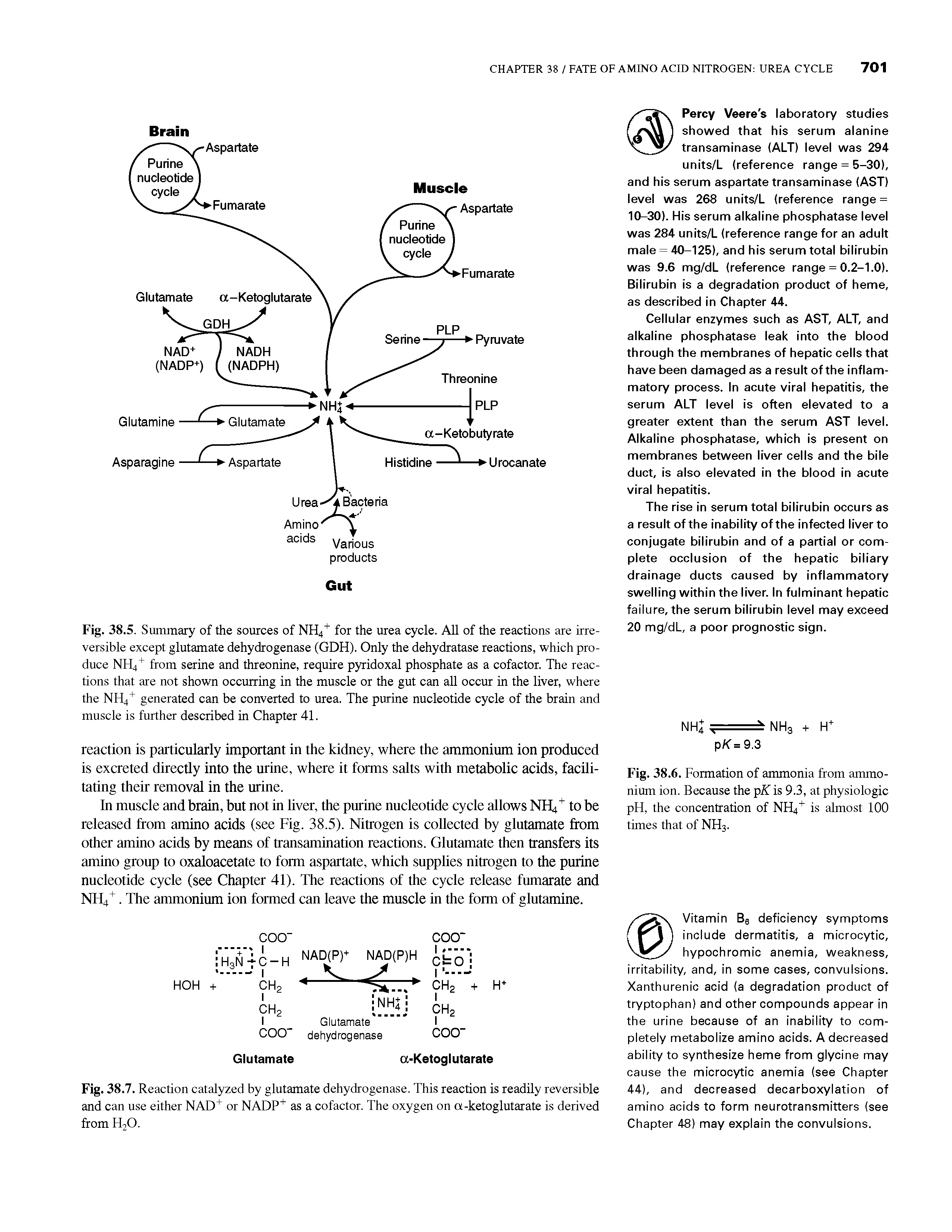 Fig. 38.5. Summary of the sources of NH4 for the urea cycle. All of the reactions are irreversible except glutamate dehydrogenase (GDH). Only the dehydratase reactions, which produce NH4 from serine and threonine, require pyridoxal phosphate as a cofactor. The reactions that are not shown occurring in the muscle or the gut can all occur in the liver, where the NH4 generated can be converted to urea. The purine nucleotide cycle of the brain and muscle is further described in Chapter 41.