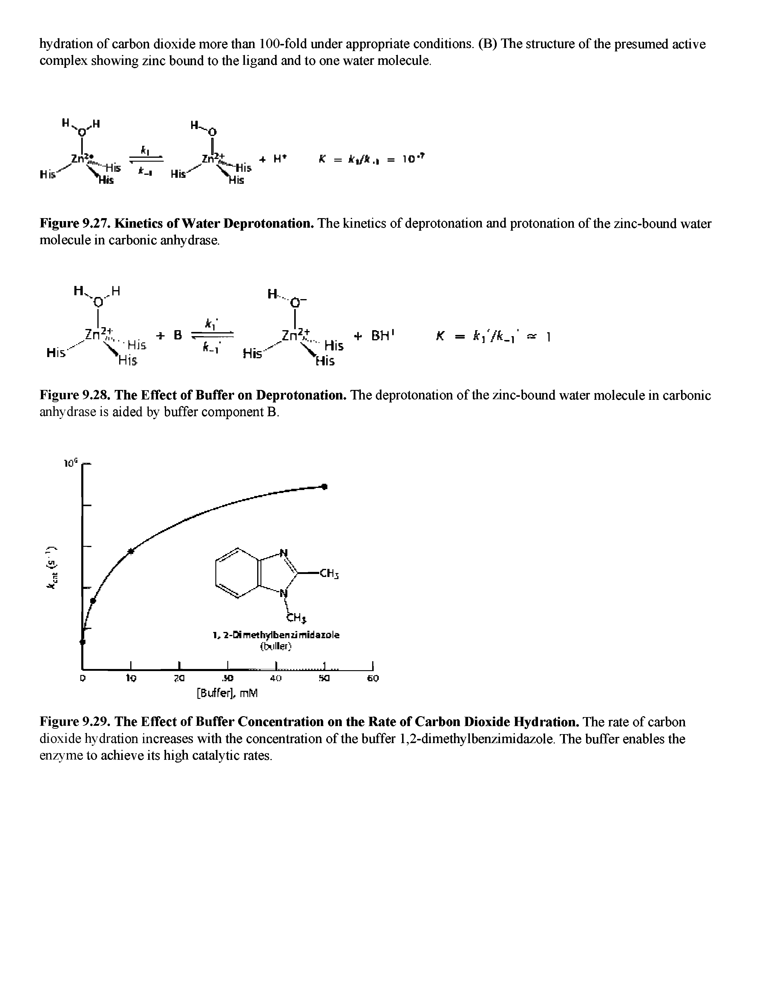 Figure 9.27. Kinetics of Water Deprotonation. The kinetics of deprotonation and protonation of the zinc-bound water molecule in carbonic anhydrase.