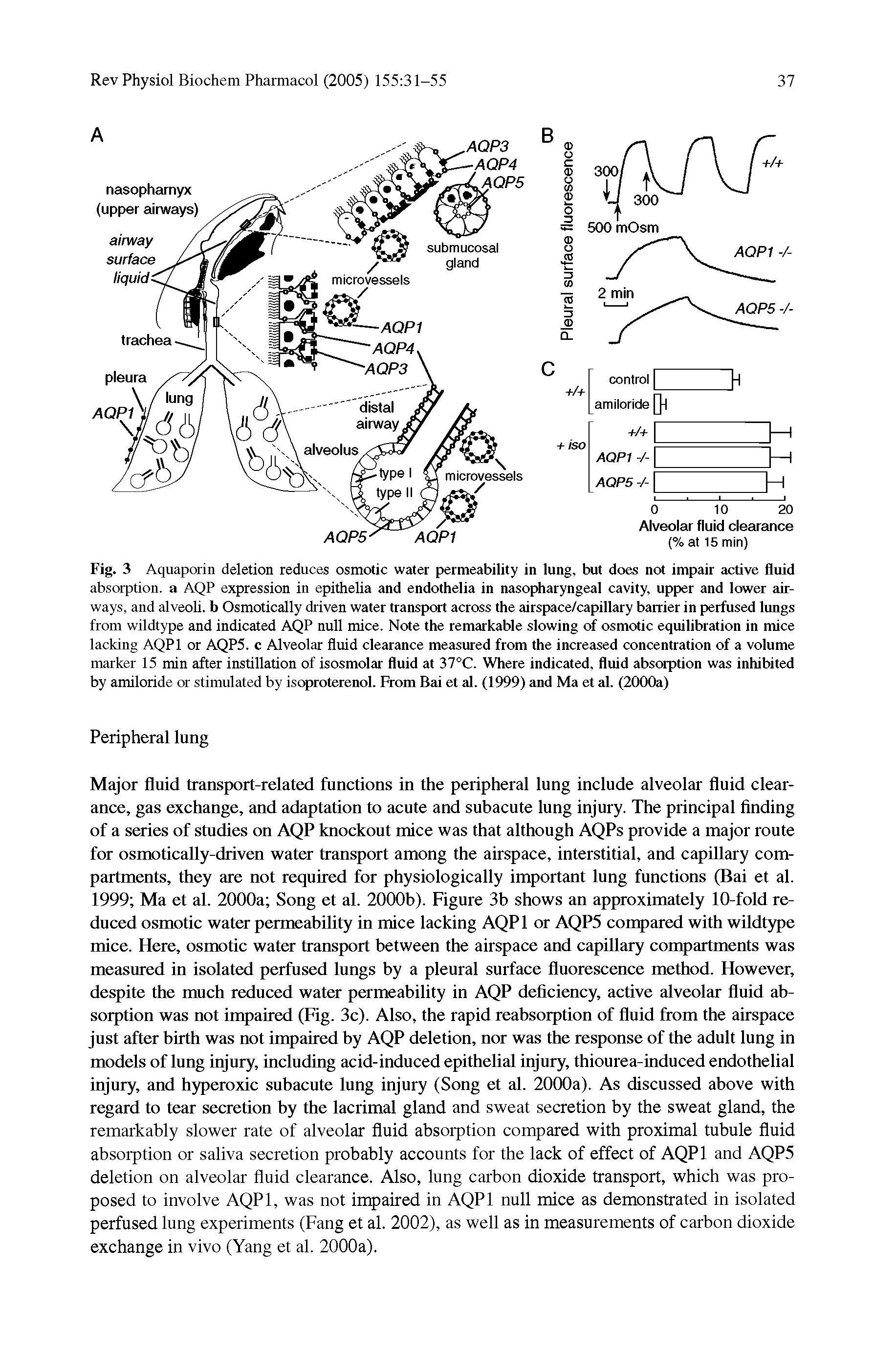 Fig. 3 Aquaporin deletion reduces osmotic water permeability in lung, but does not impair active fluid absorption, a AQP expression in epithelia and endothelia in nasopharyngeal cavity, upper and lower airways, and alveoli, b Osmotically driven water transport across the airspace/capillary barrier in perfused lungs from wildtype and indicated AQP null mice. Note the remarkable slowing of osmotic equilibration in mice lacking AQPl or AQP5. c Alveolar fluid clearance measured from the increased concentration of a volume marker 15 min after instillation of isosmolar fluid at 37°C. Where indicated, fluid absorption was inhibited by amiloride or stimulated by isoproterenol. From Bat et al. (1999) and Ma et al. (2000a)...