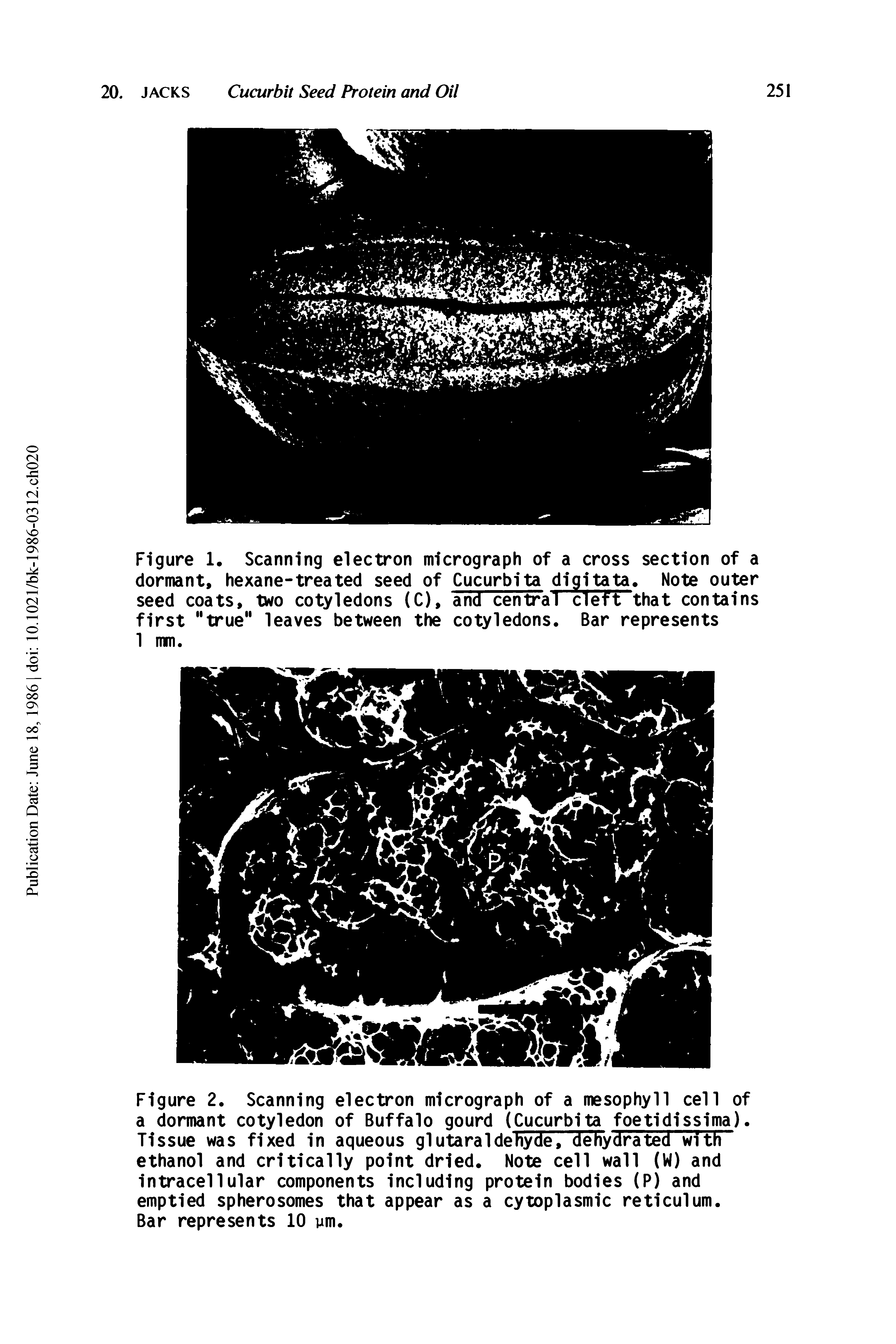Figure 2. Scanning electron micrograph of a mesophyll cell of a dormant cotyledon of Buffalo gourd (Cucurbita foetidissima). Tissue was fixed in aqueous glutaraldehyde, dehydrated with ethanol and critically point dried. Note cell wall (W) and intracellular components including protein bodies (P) and emptied spherosomes that appear as a cytoplasmic reticulum.