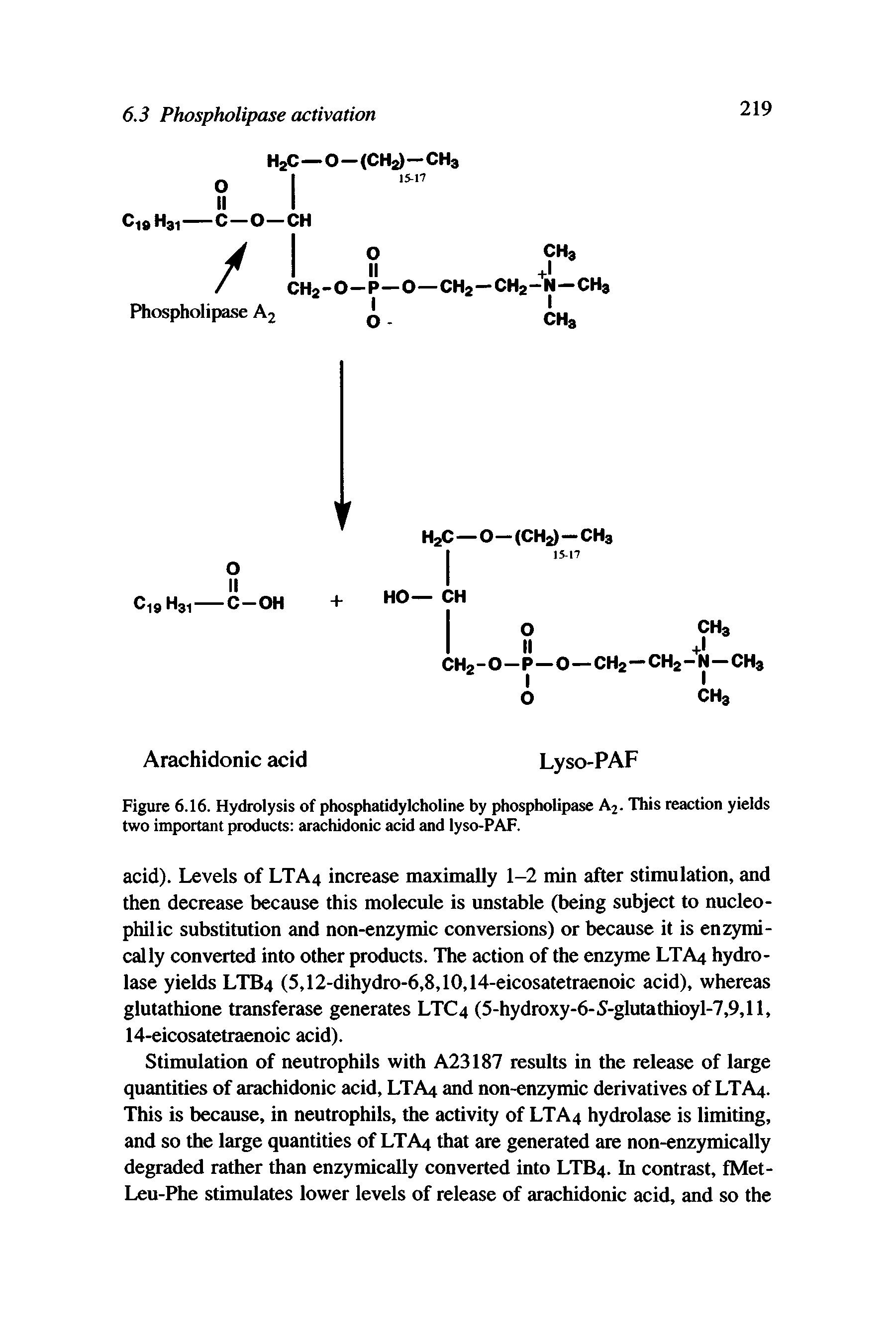 Figure 6.16. Hydrolysis of phosphatidylcholine by phospholipase A2. This reaction yields two important products arachidonic acid and lyso-PAF.
