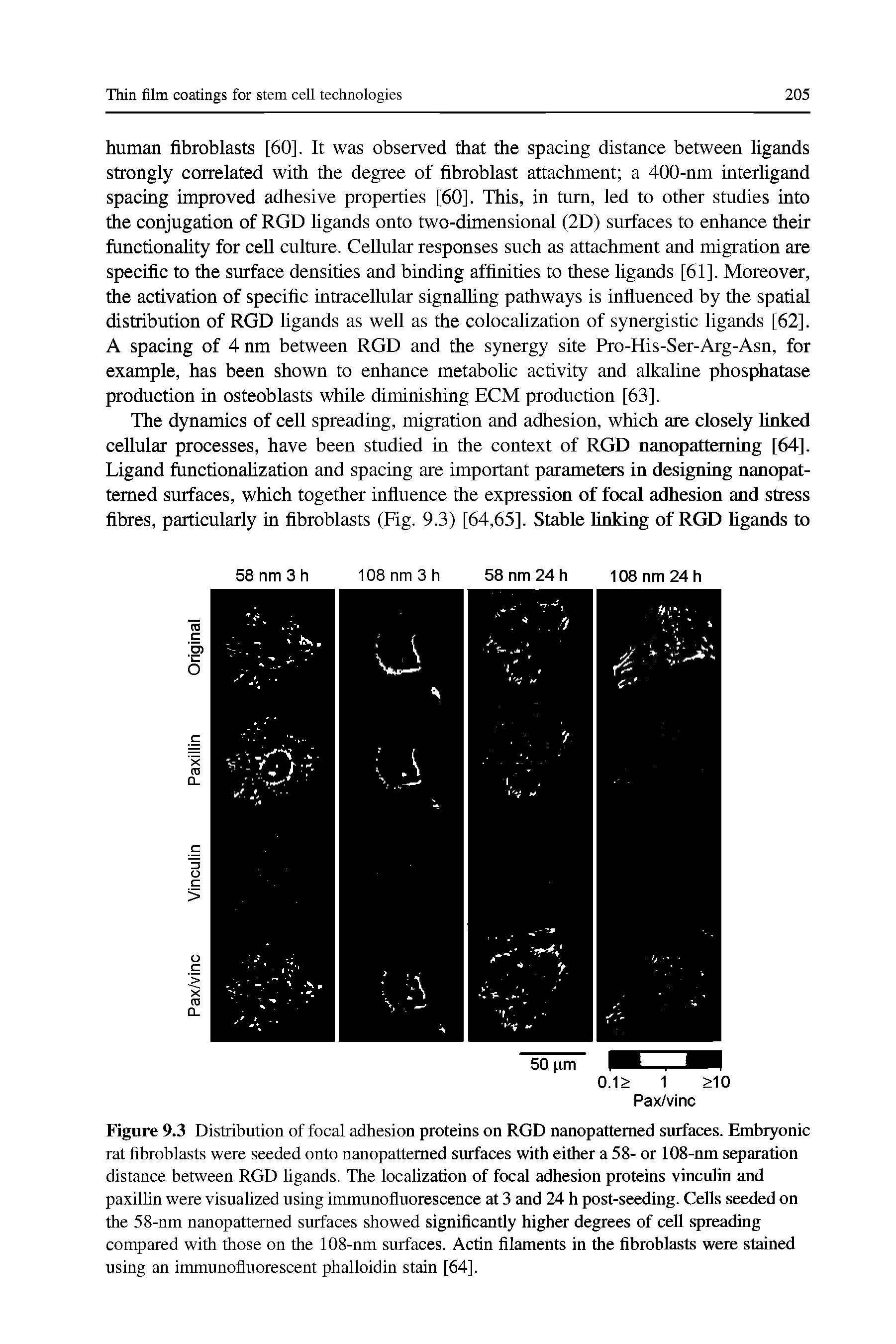 Figure 9.3 Distribution of focal adhesion proteins on RGD nanopattemed surfaces. Embryonic rat fibroblasts were seeded onto nanopattemed surfaces with either a 58- or 108-nm separation distance between RGD ligands. The localization of focal adhesion proteins vincuhn and paxillin were visualized using immunofluorescence at 3 and 24 h post-seeding. Cells seeded on the 58-nm nanopattemed surfaces showed significantly higher degrees of cell spreading compared with those on the 108-nm surfaces. Actin filaments in the fibroblasts were stained using an immunofluorescent phalloidin stain [64],...